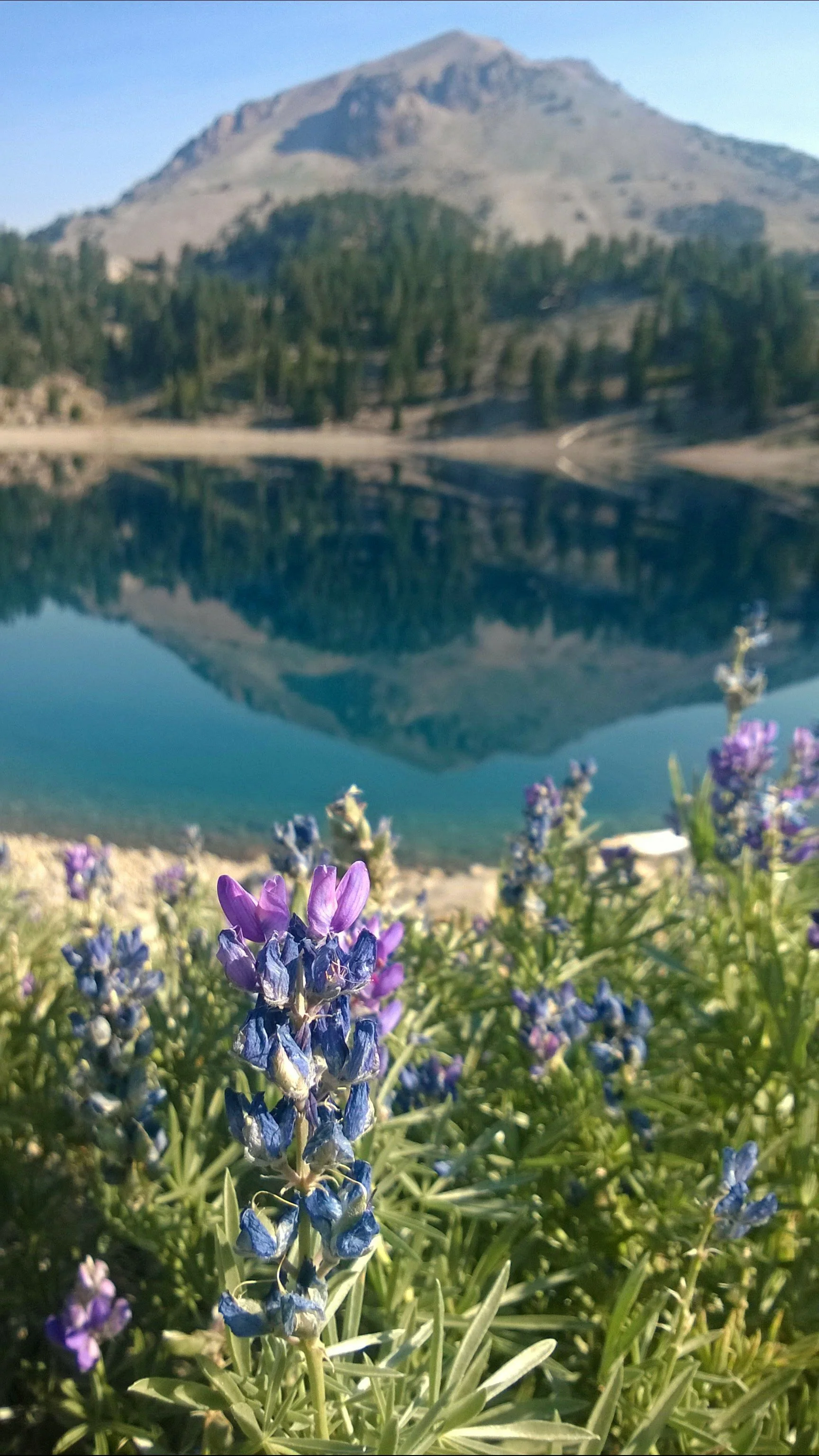 Flora - purple - Geoff Rhodes (1).jpg