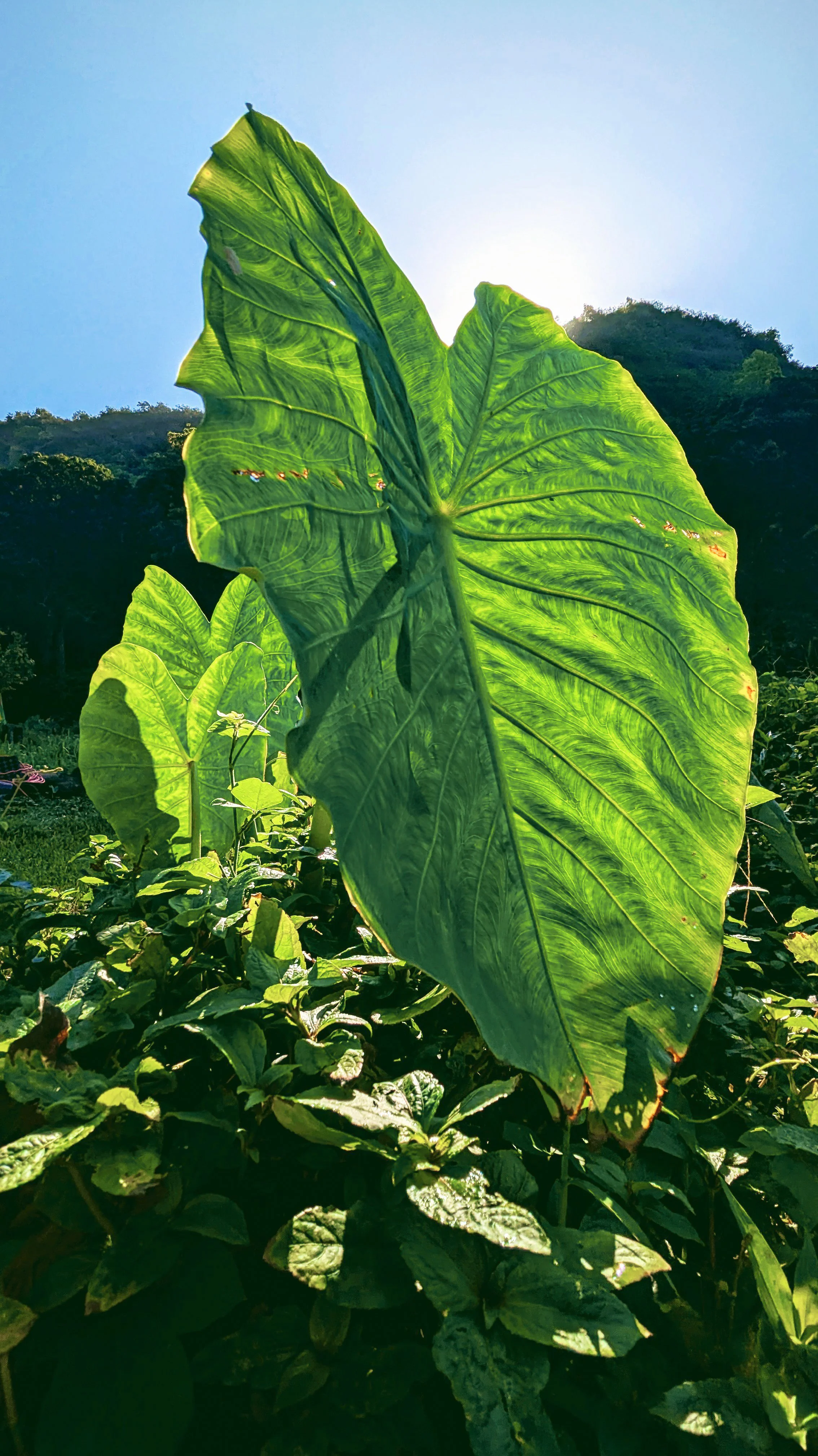Hawaii - Geoff Rhodes - Ridgeline Creative (18).jpg