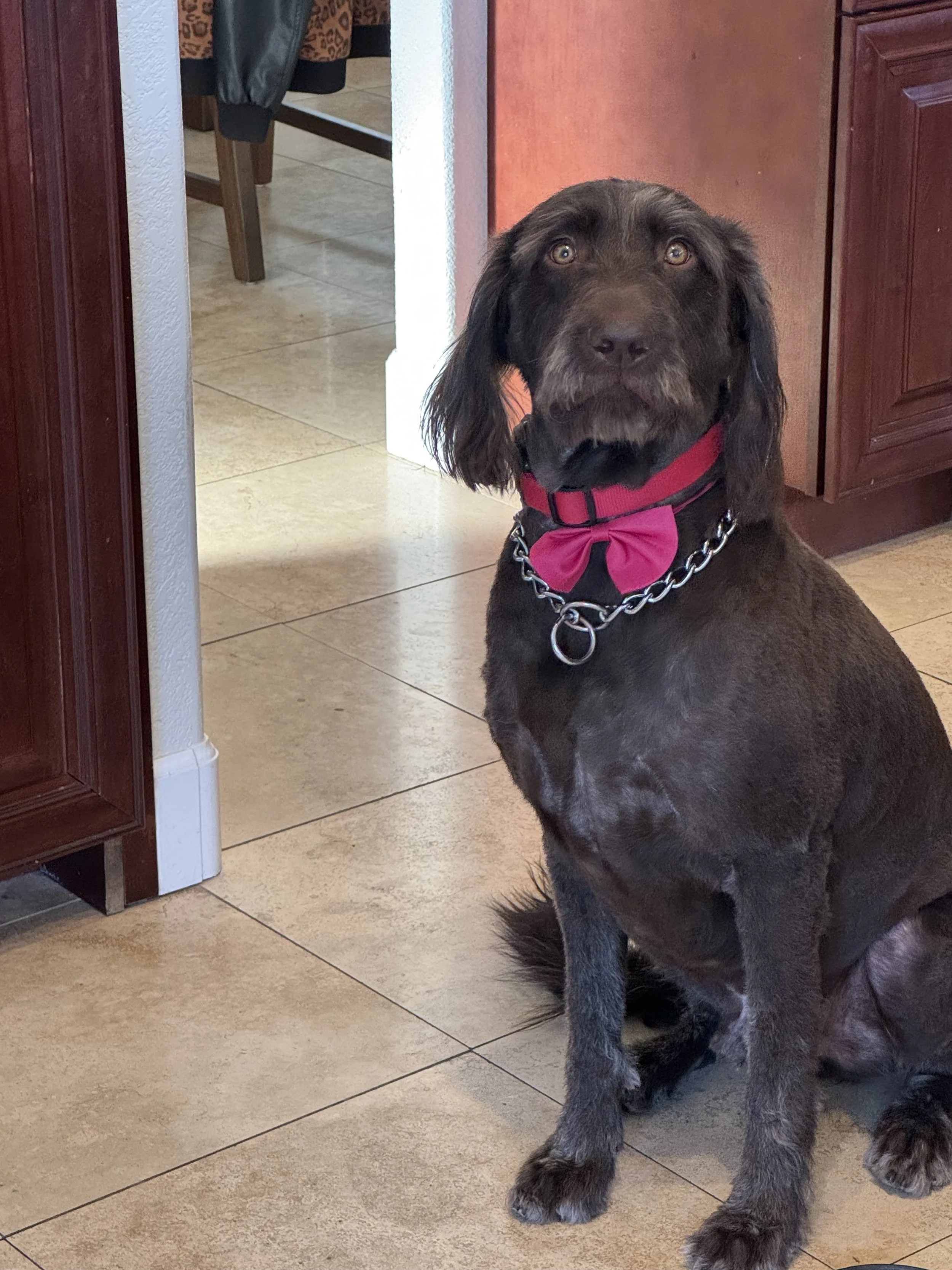 Adam and Greg's Dog, Leroy