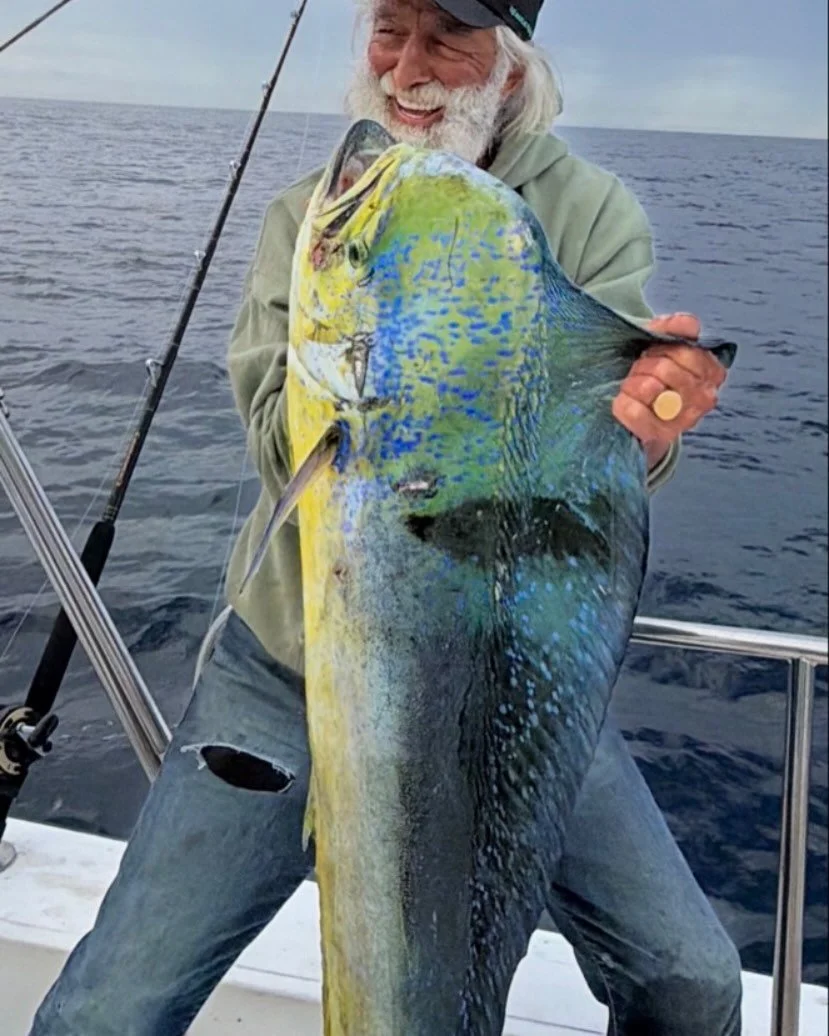 Bulls chopping on Ballyhoo in cabo.👊👍😎🌴