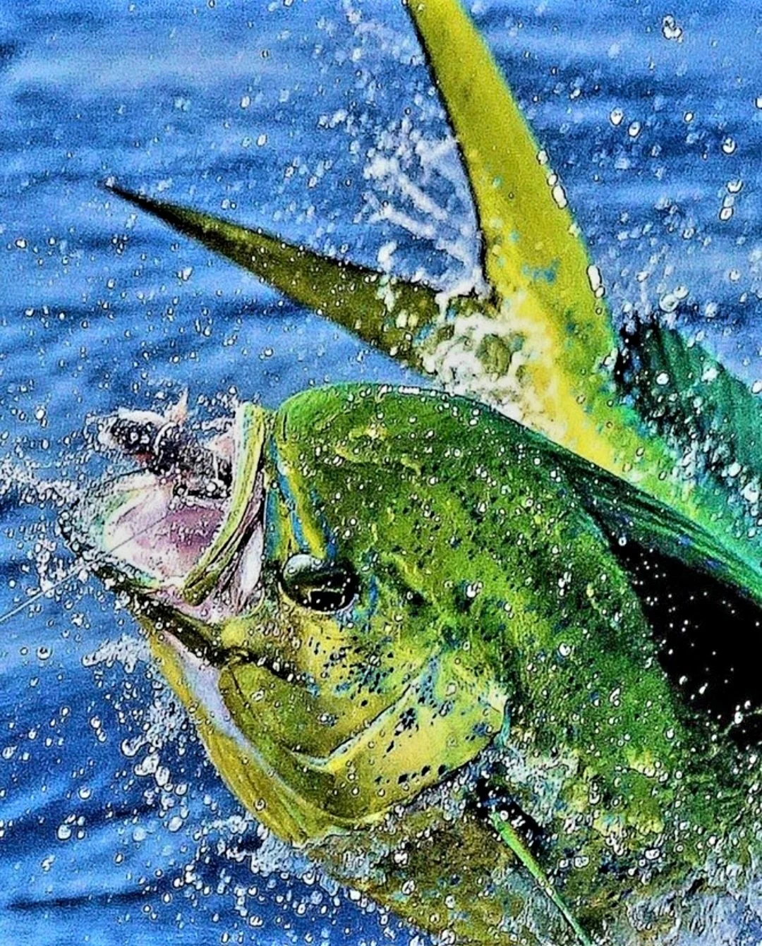 A close-up image of a green fish jumping out of the water, with water splashes and droplets around it. The Marlin Hunter fishing charter catch of the day