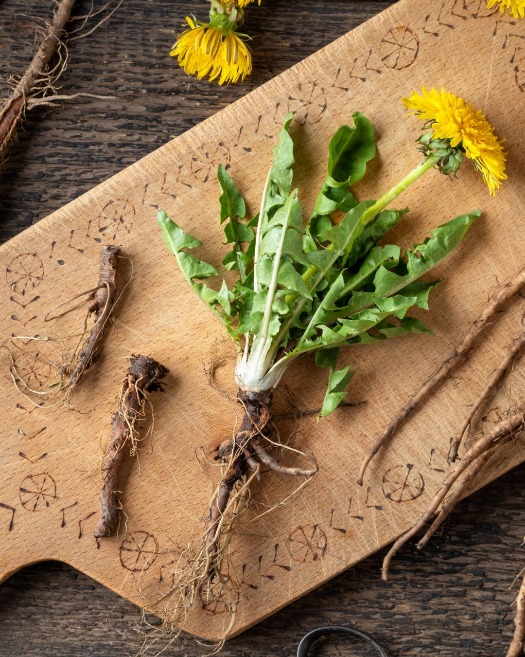 Dandelion Root