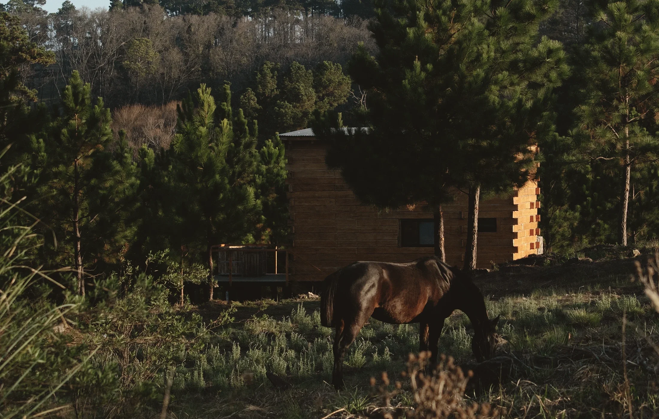 A horse grazing on grass in front of a wooden cabin surrounded by pine trees in a forested area.