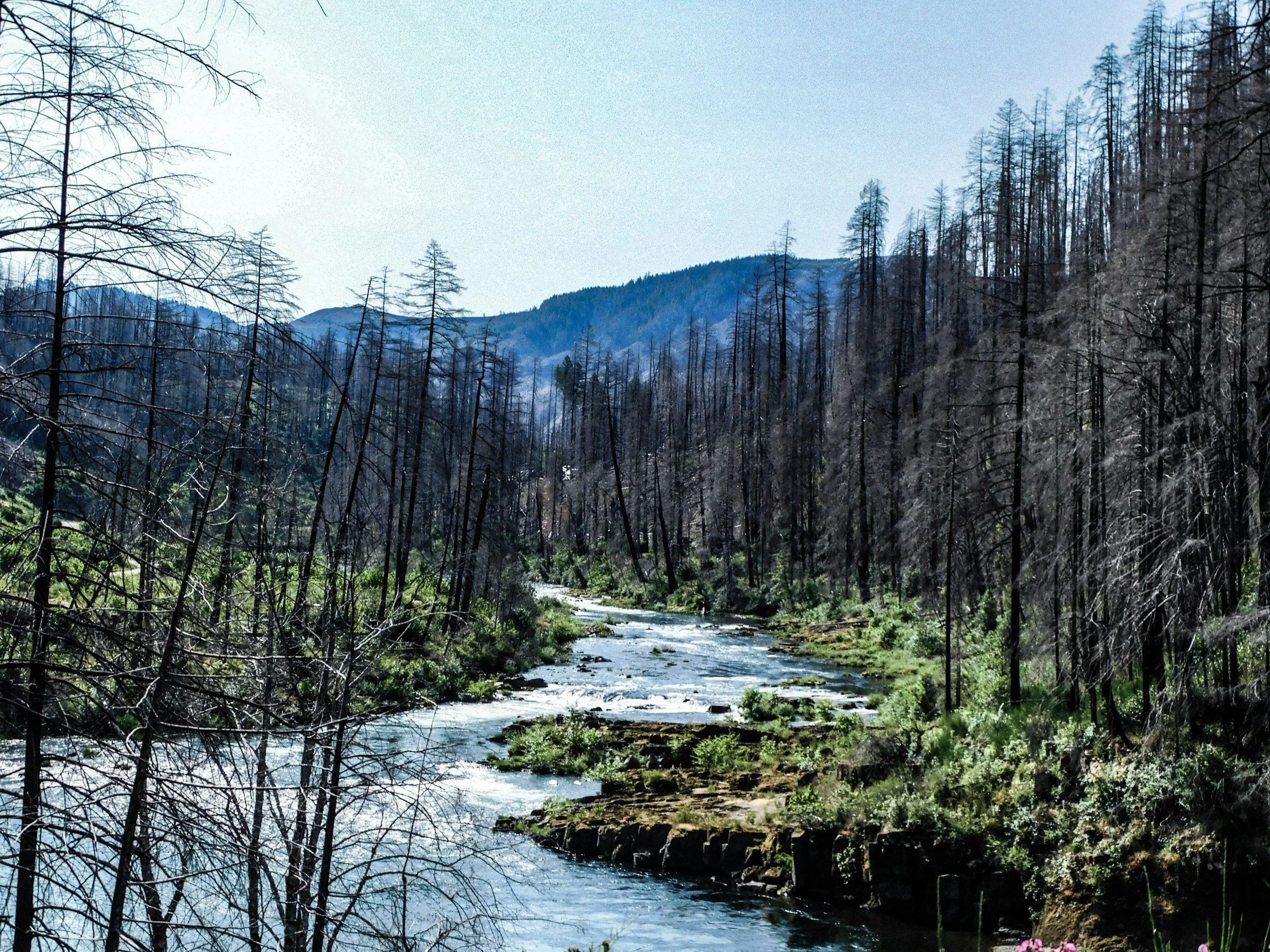A river flowing through a forested valley with tall, barren trees and a mountain range in the background.