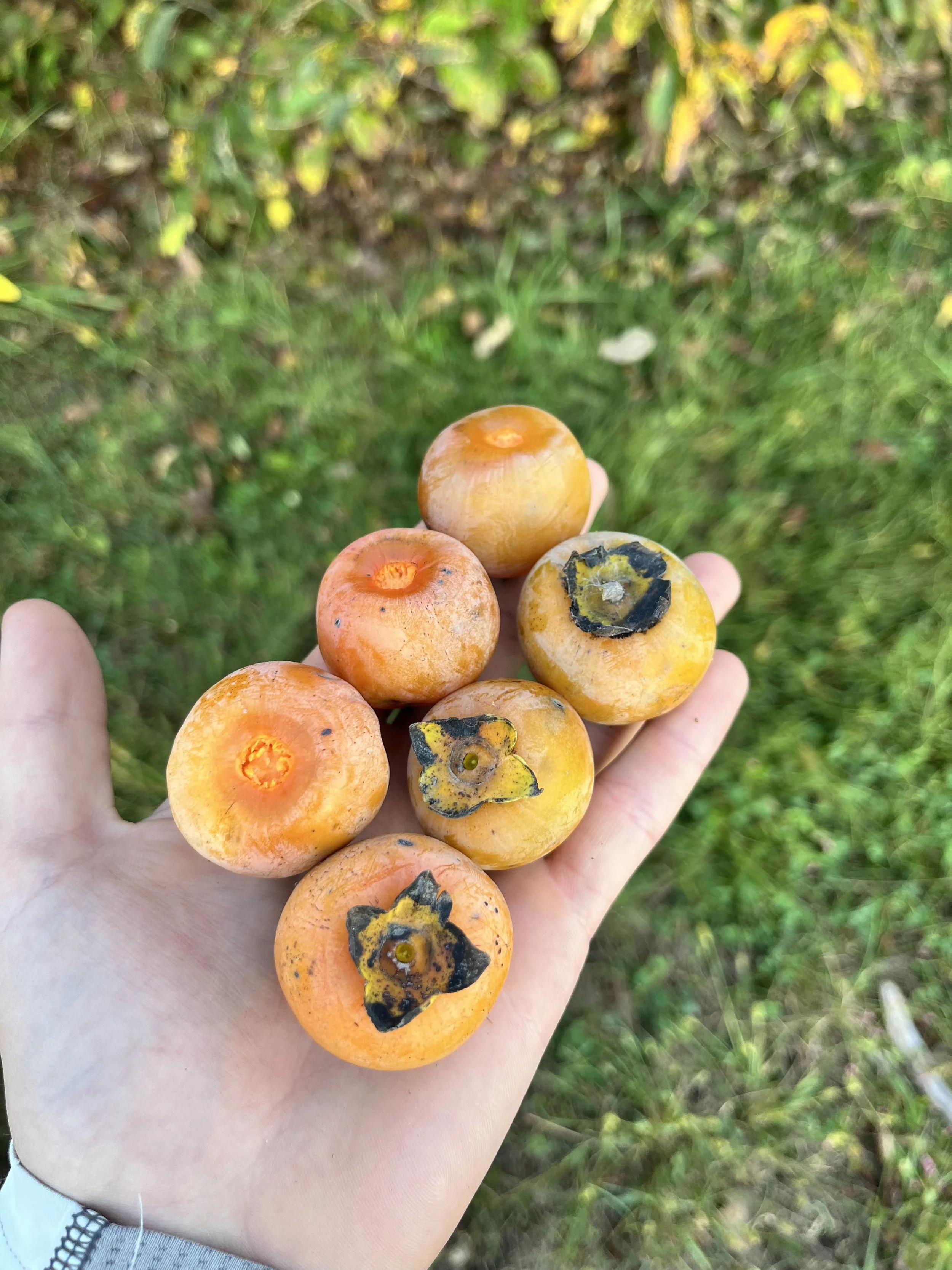 Harvested persimmon.jpg