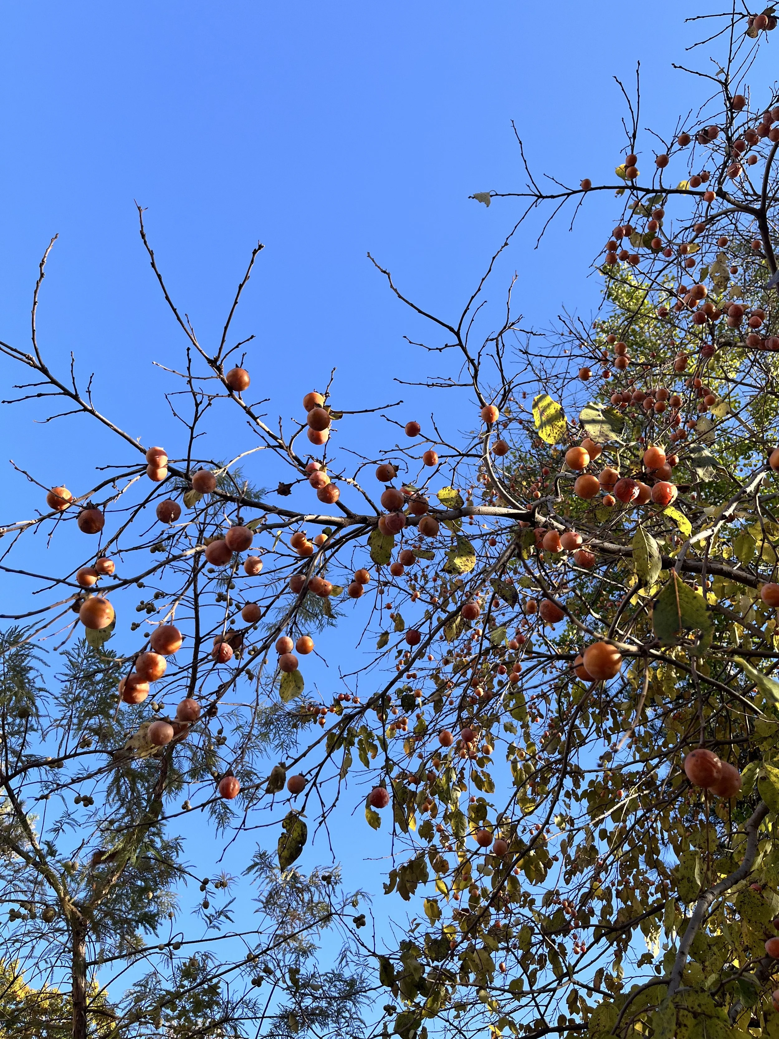 Persimmon mother tree.jpg