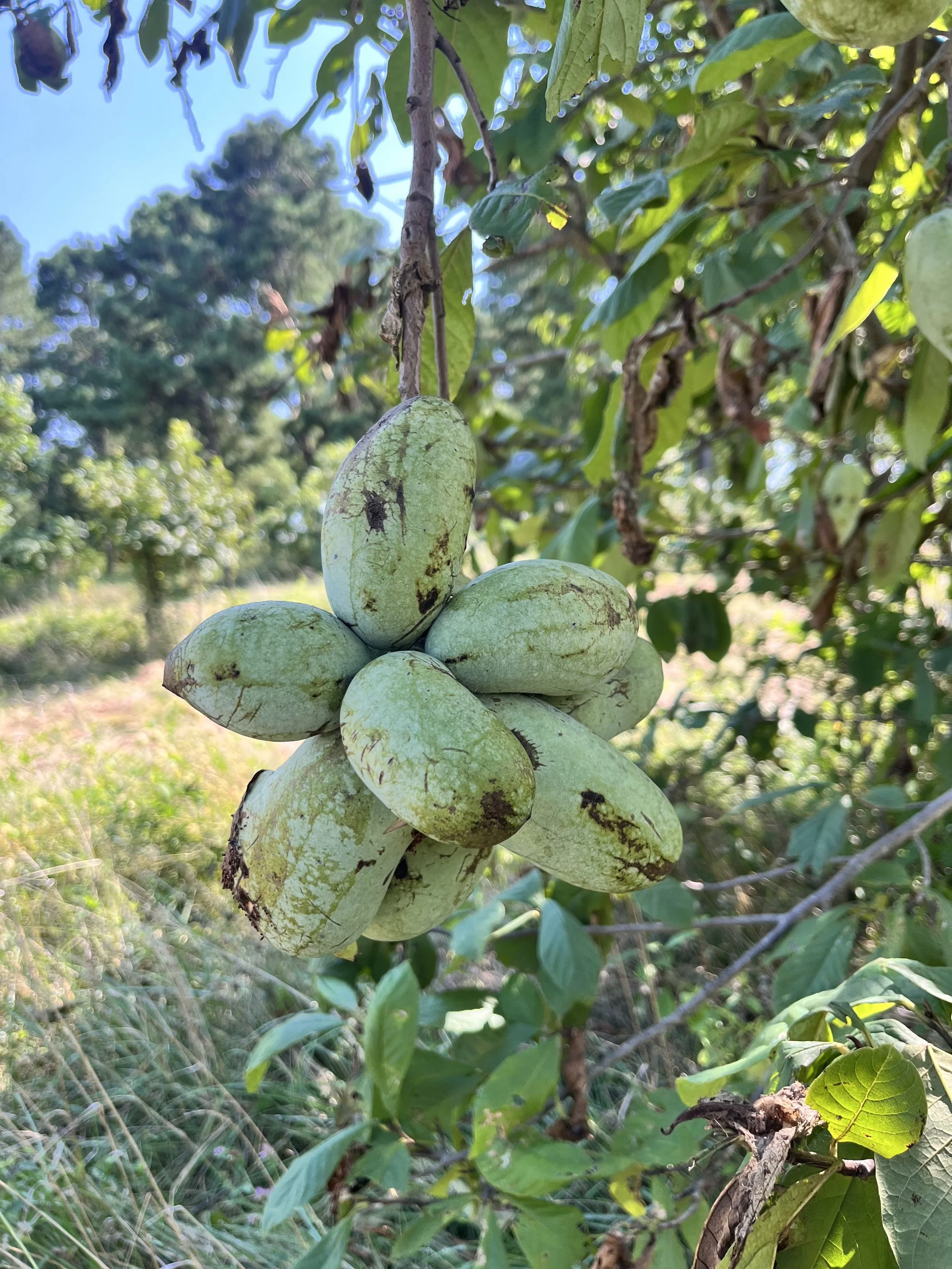 paw paw mother tree.jpg