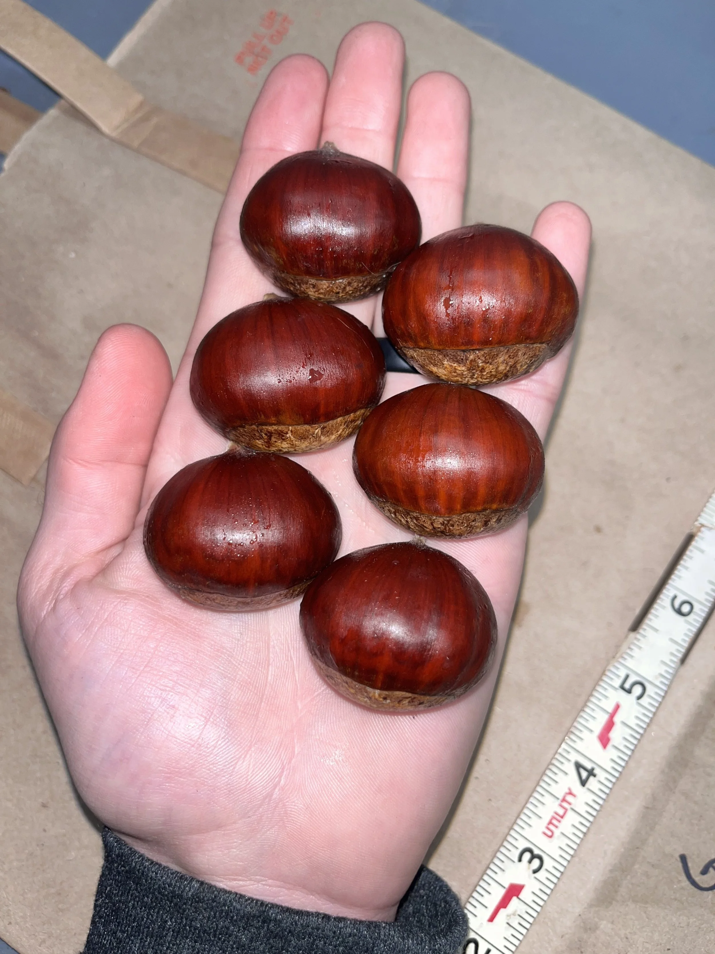 Sleeping Giant bare root seedling (5 tree bundle)