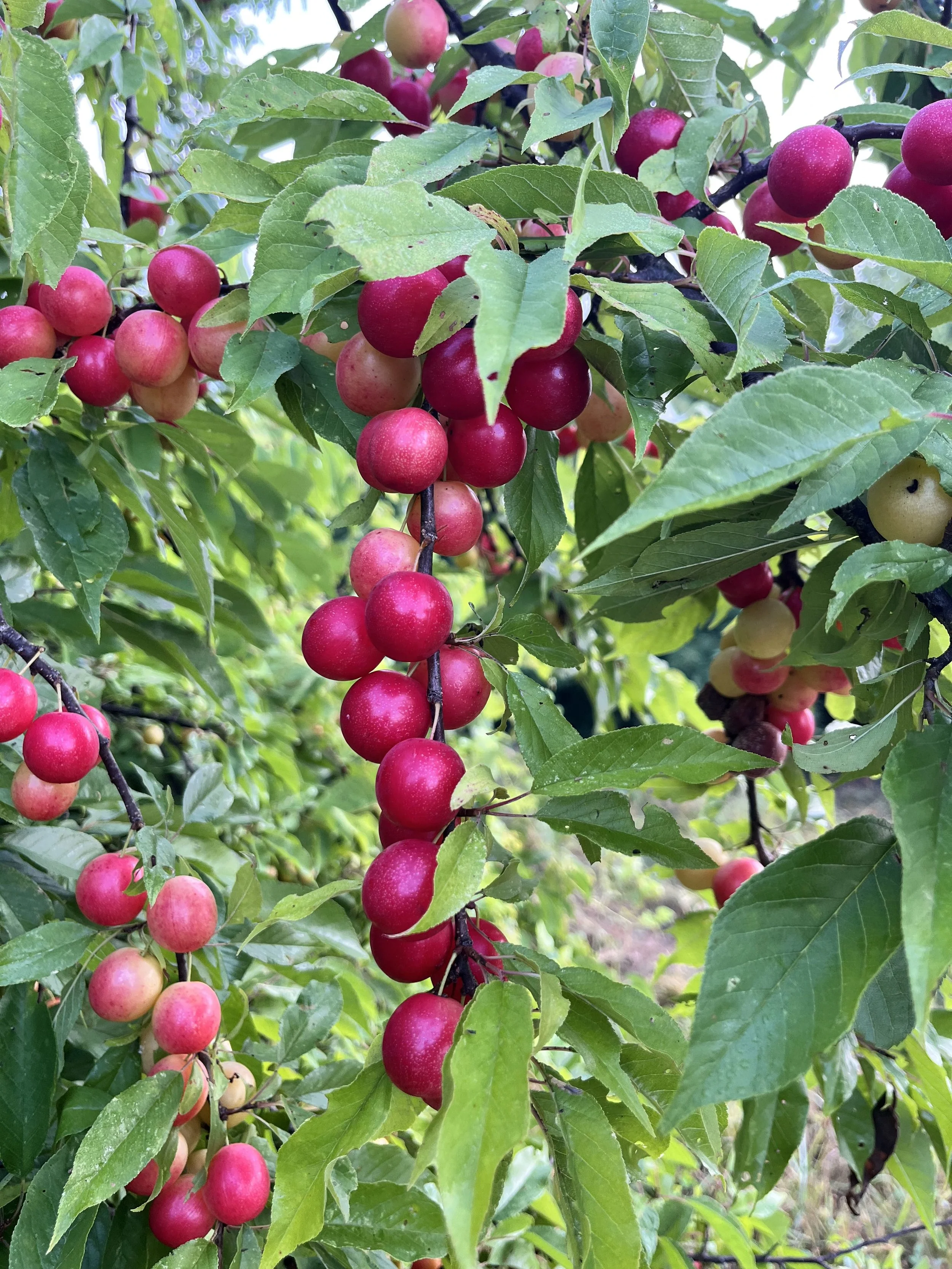 Wild missouri prunus.jpg