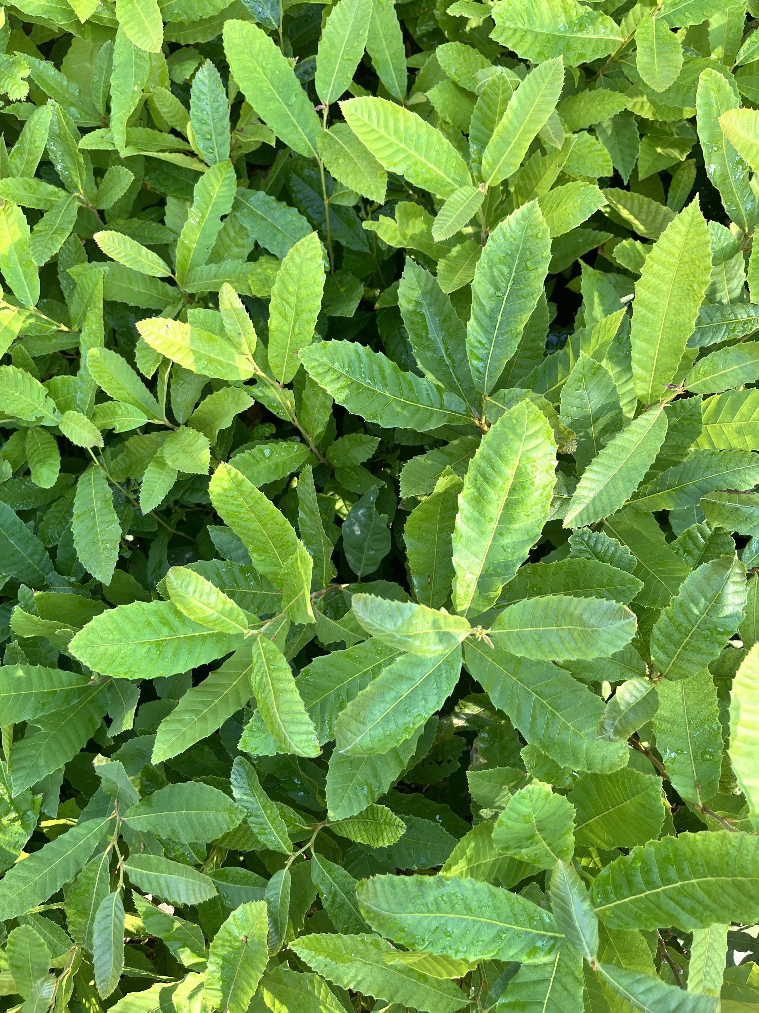 chestnut trees in gorwing season 1.jpg