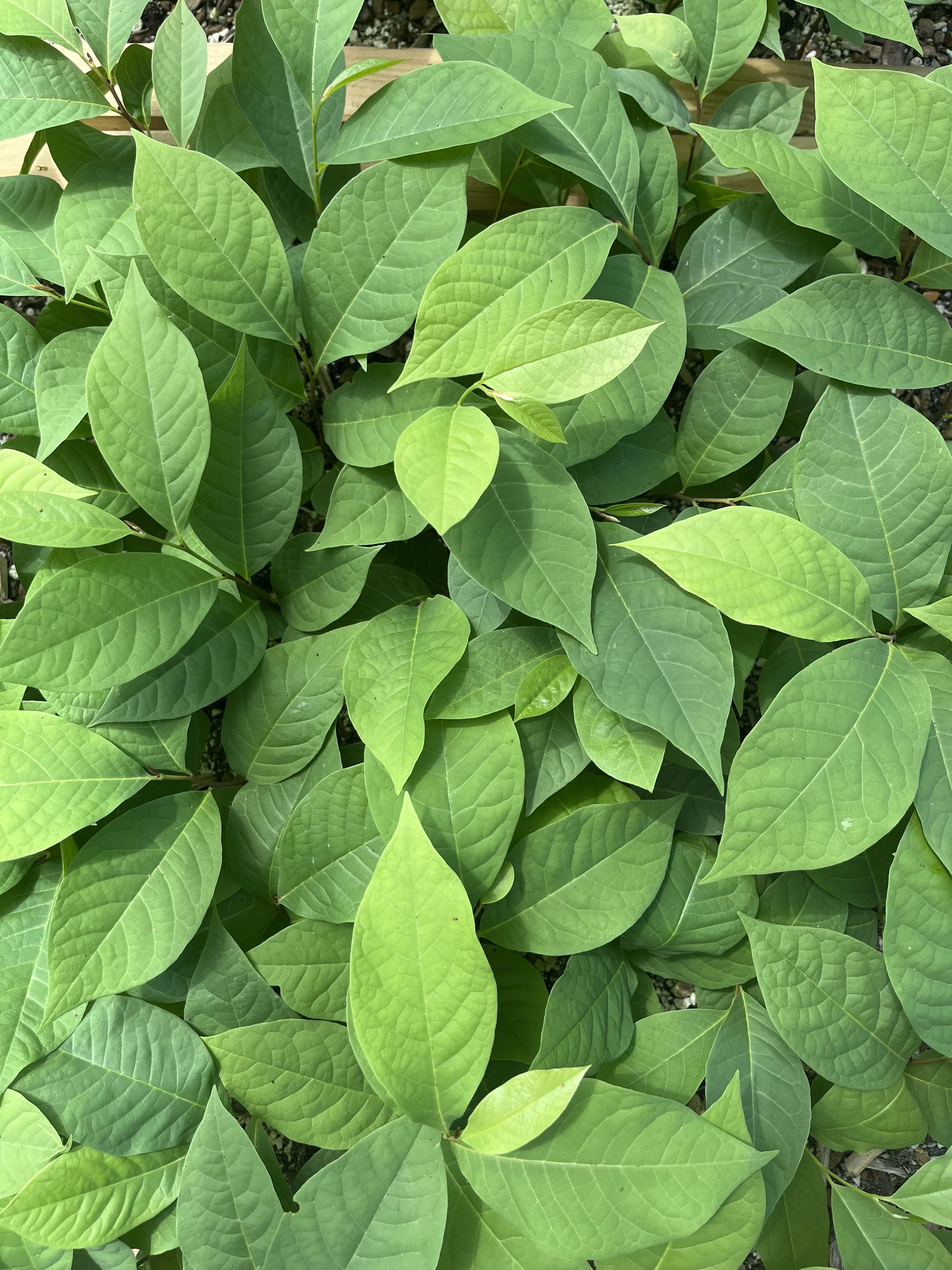 Bare root Pawpaw Tree, 1 growing season
