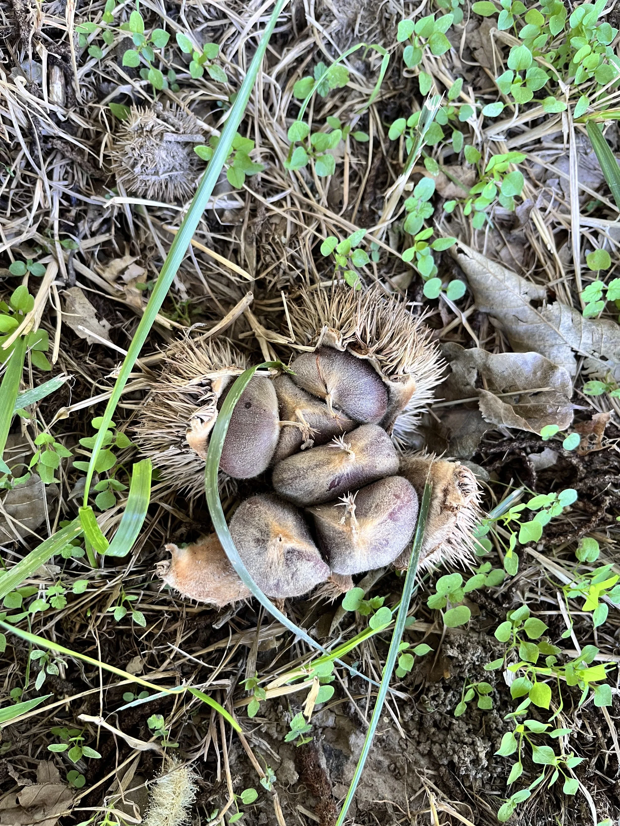 chestnut burr.jpg