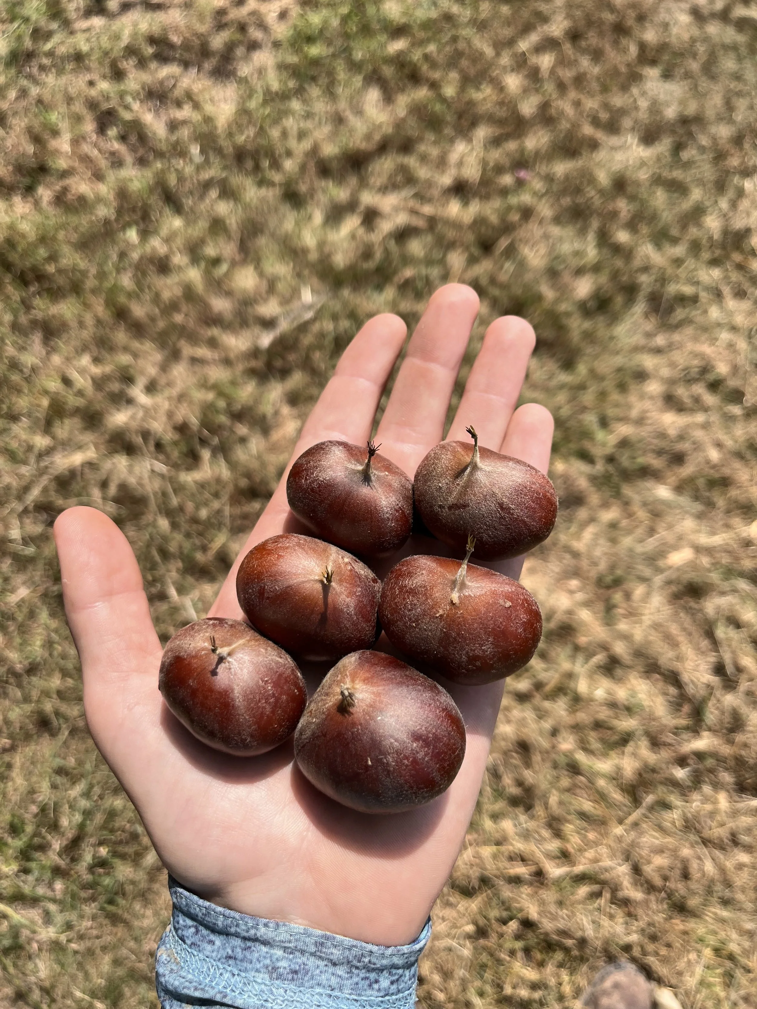 Peach bare root seedlings (5 tree bundle)