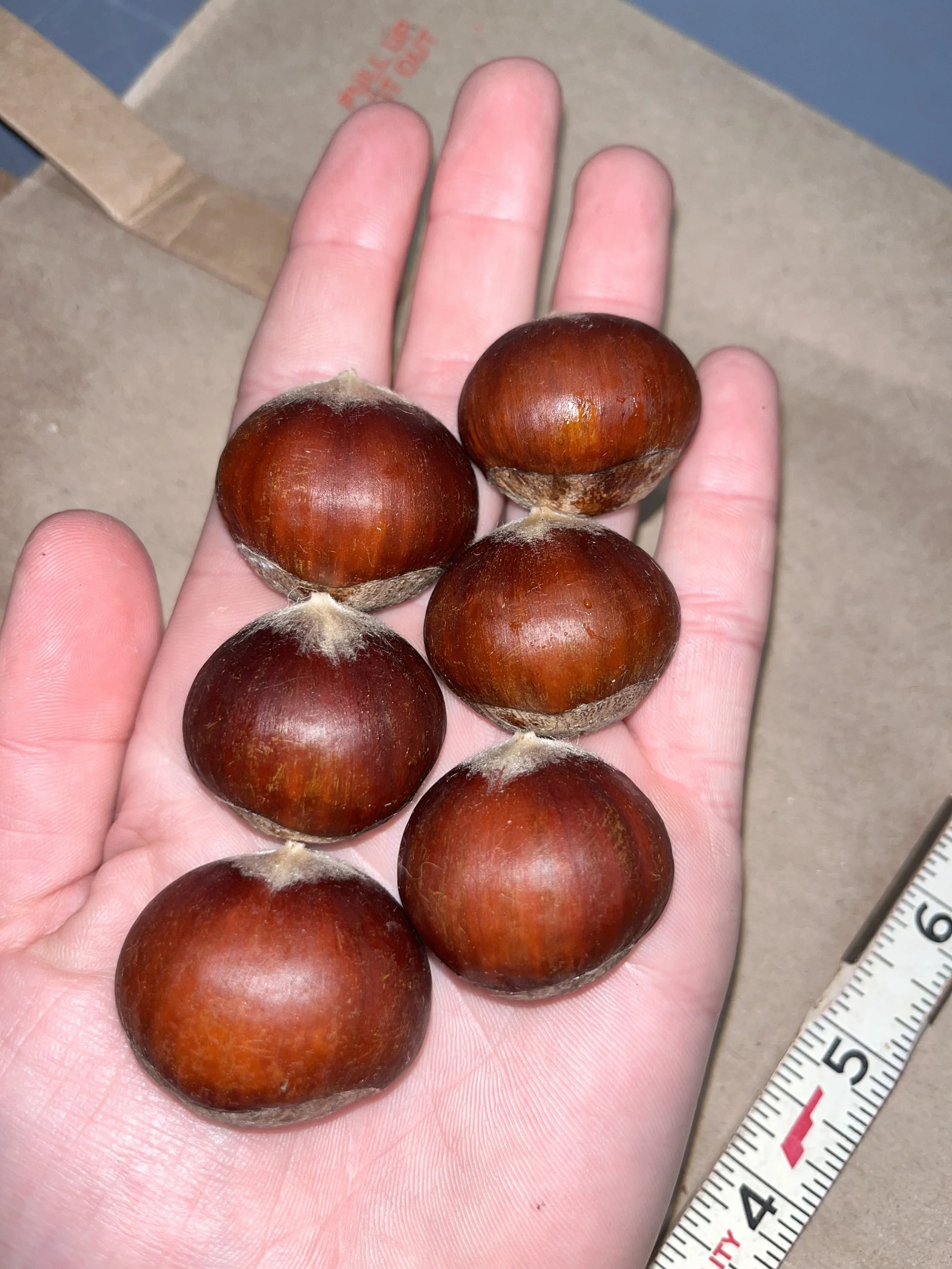 Qing bare root seedling (5 tree bundle)