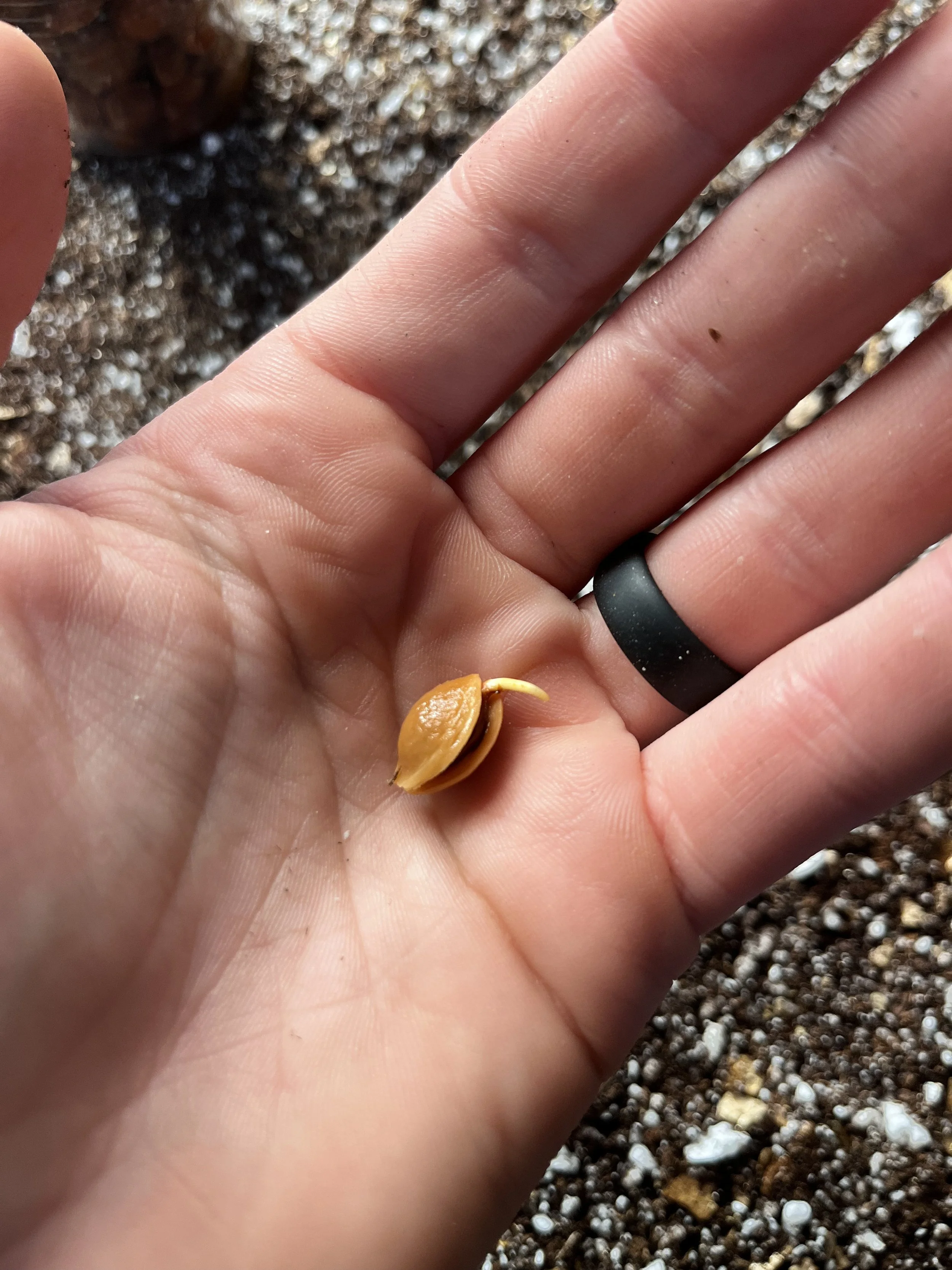 Wild American Plum seed from Missouri