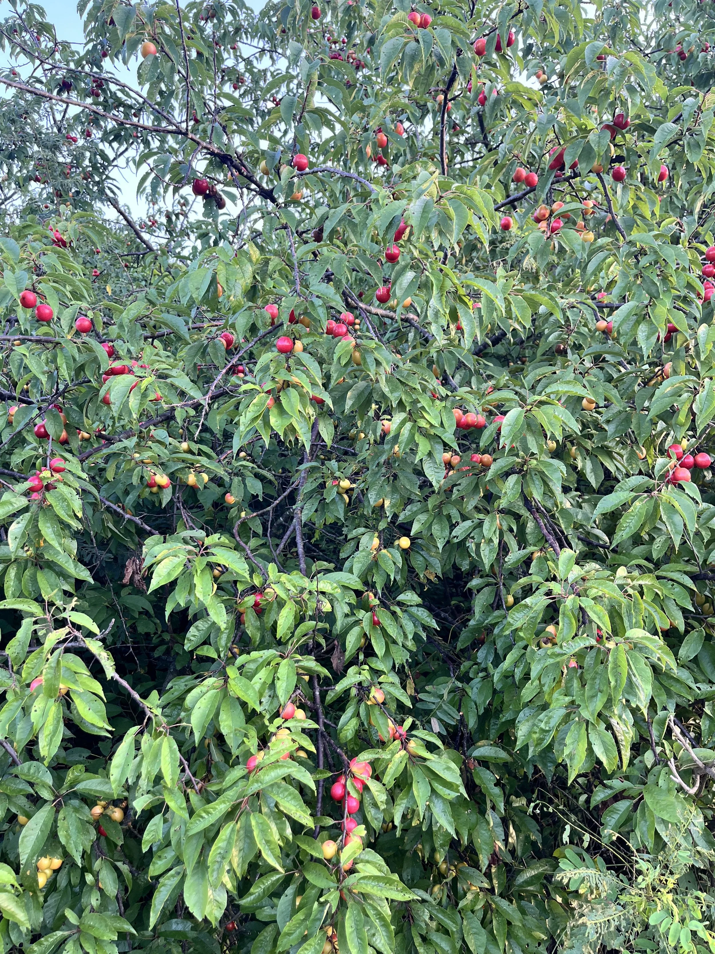 wild missouri prunus 2.jpg