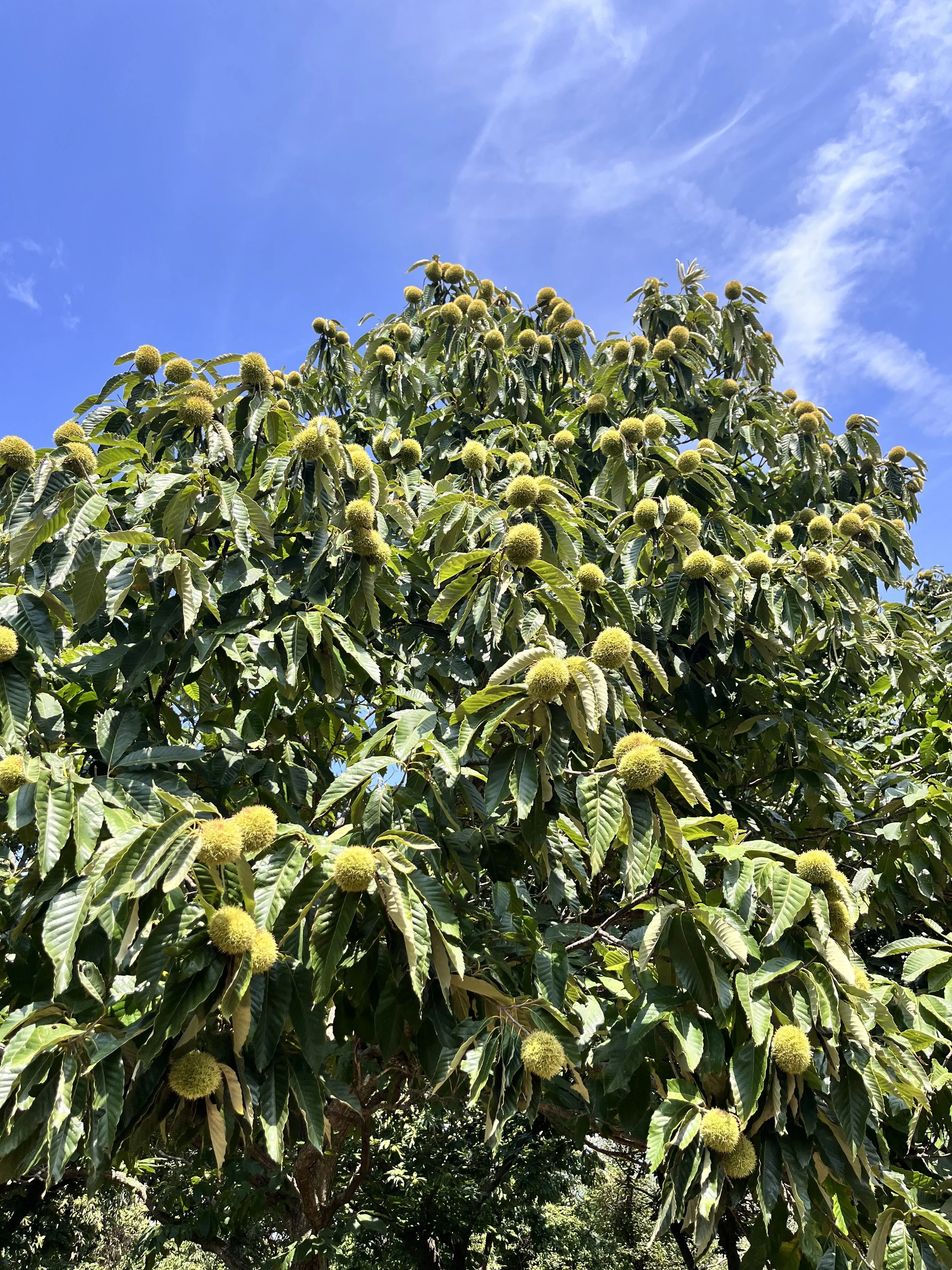 chestnut tree canopy.jpg