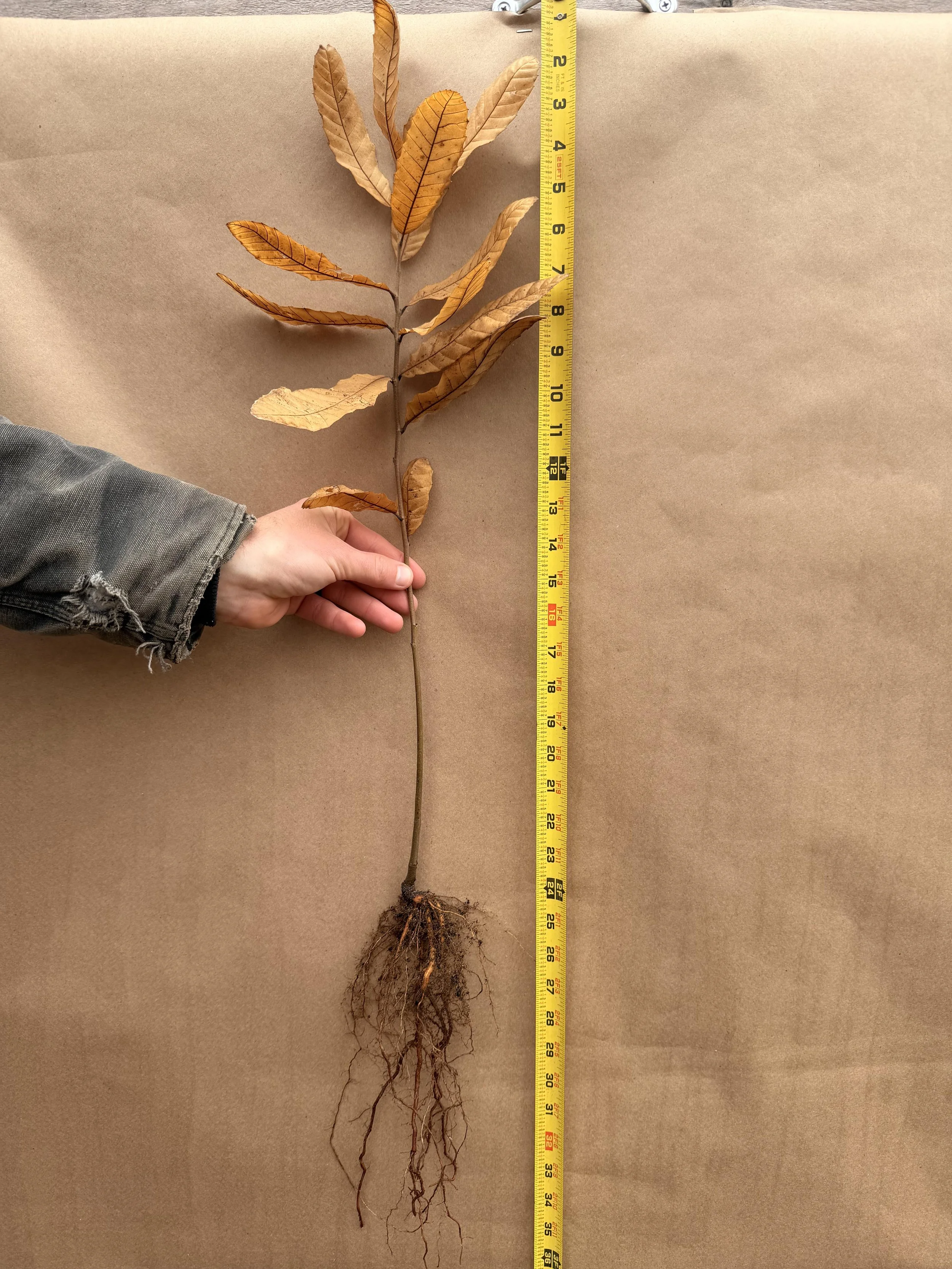 individual chestnut tree.jpg