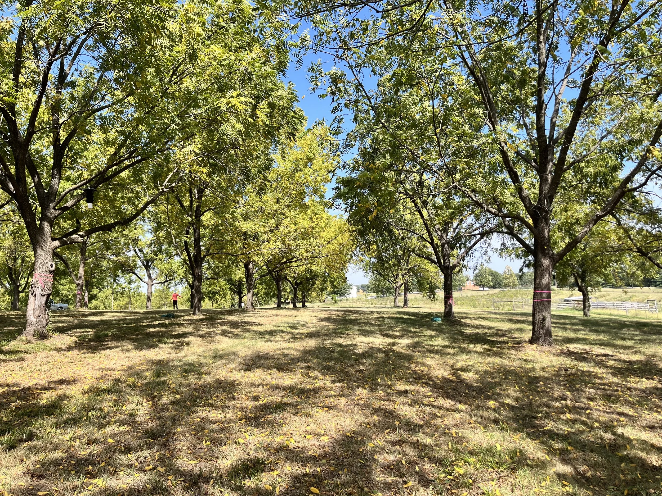 A sunny outdoor scene of a grassy field with evenly spaced trees casting shadows, a person in a pink top and dark pants walking among the trees, and a distant white fence and structures under a blue sky.