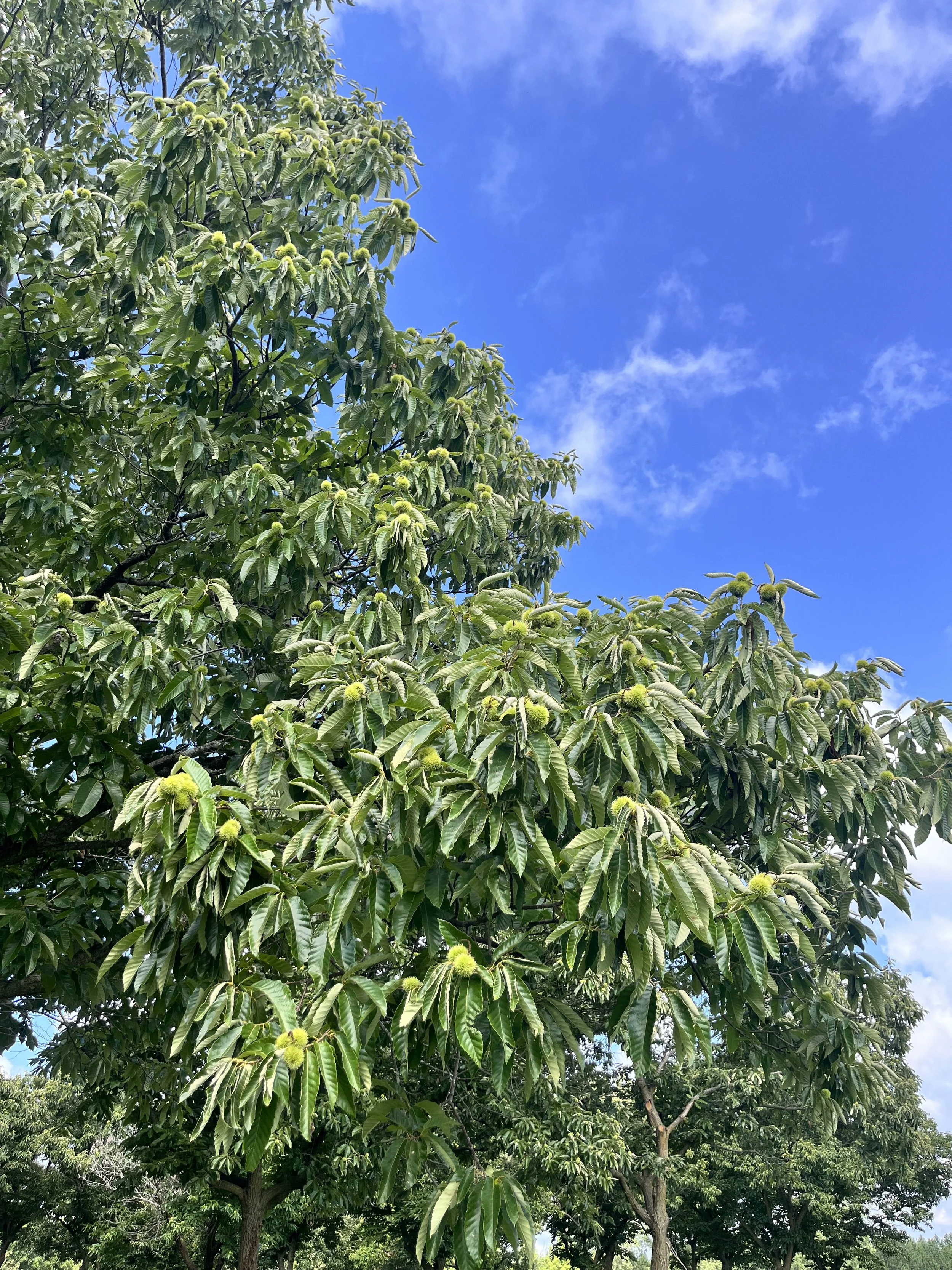 Bearing chestnut tree.jpg