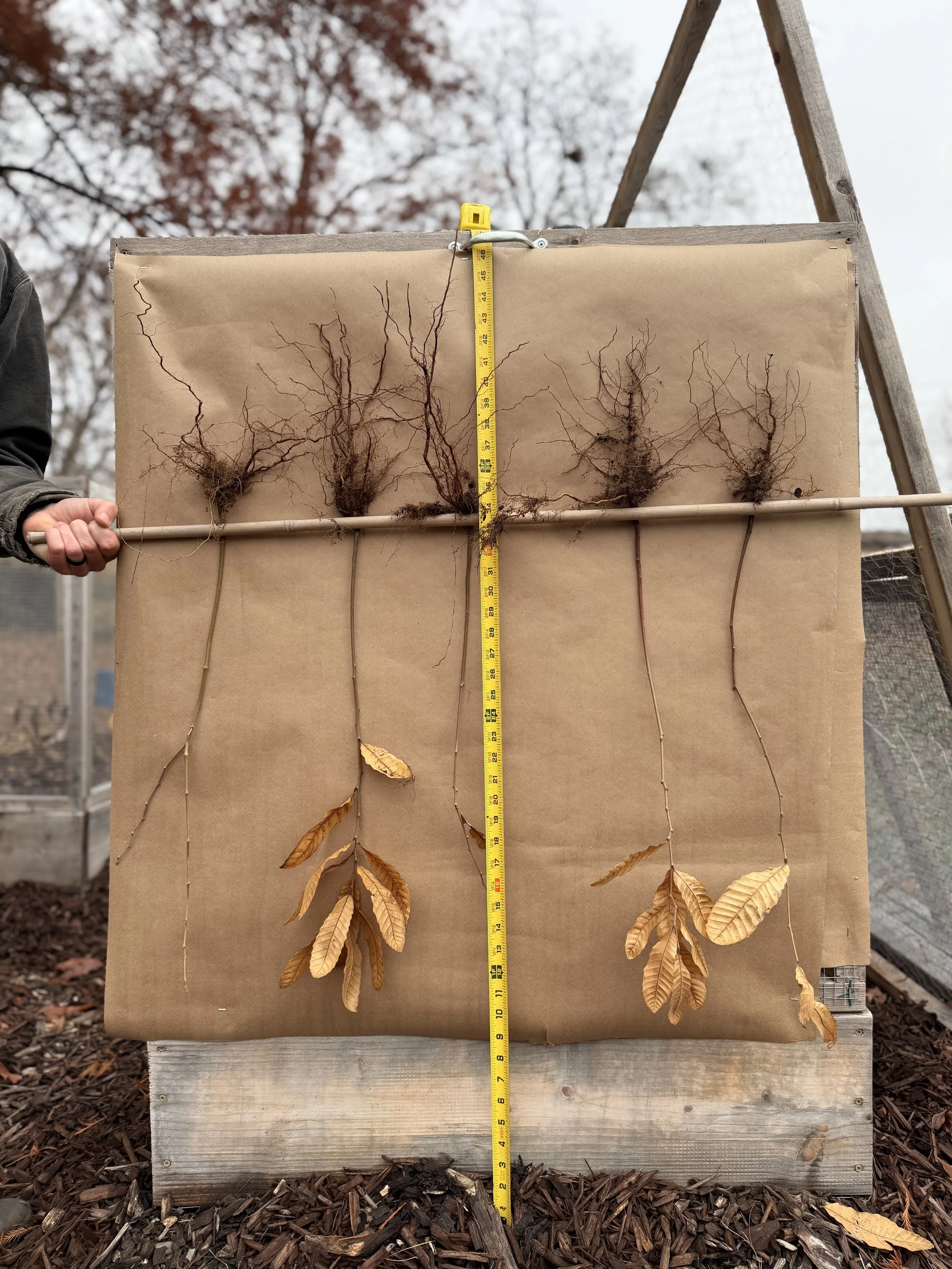 5 example chestnut trees.jpg