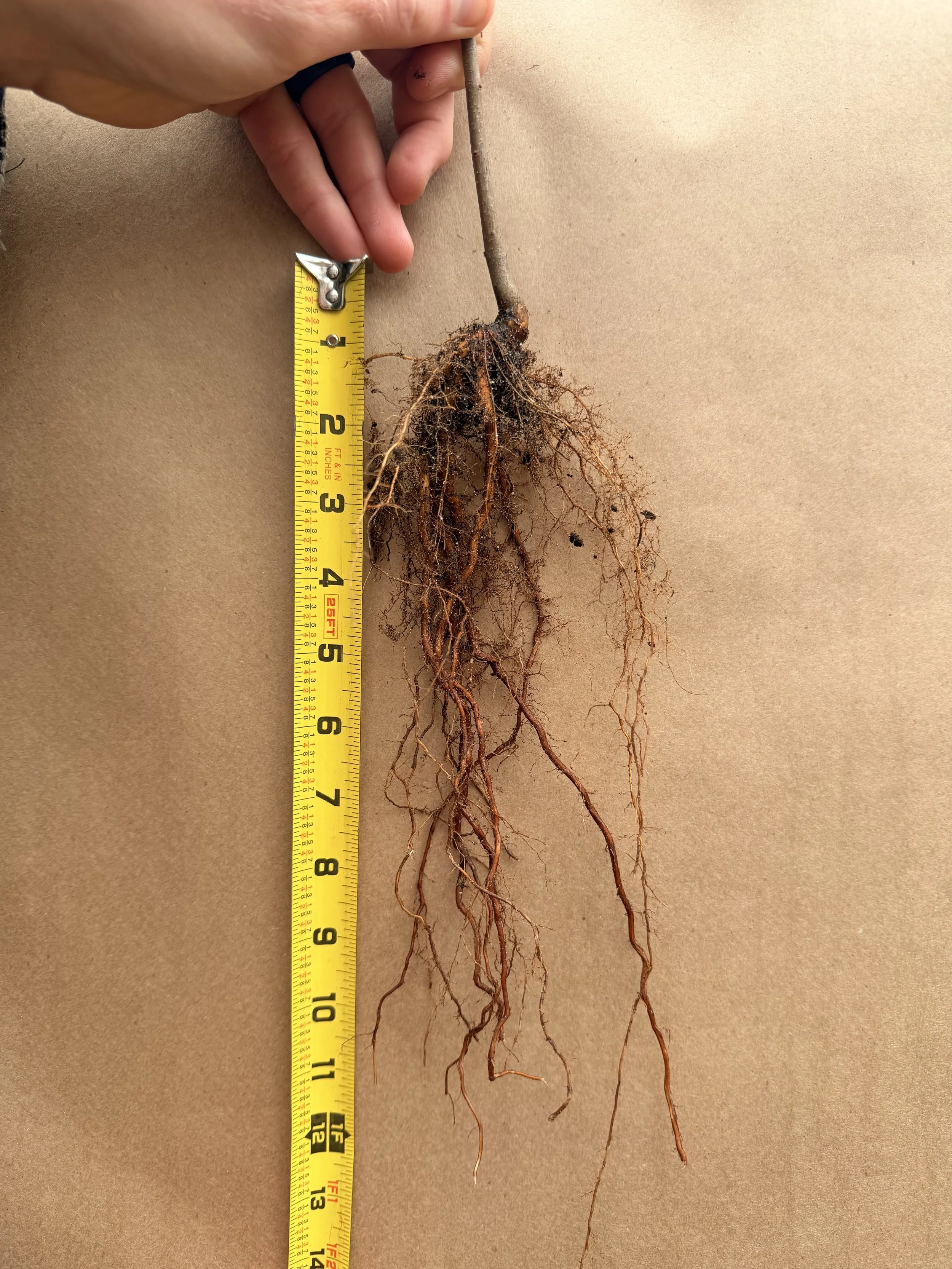 chestnut root example.jpg