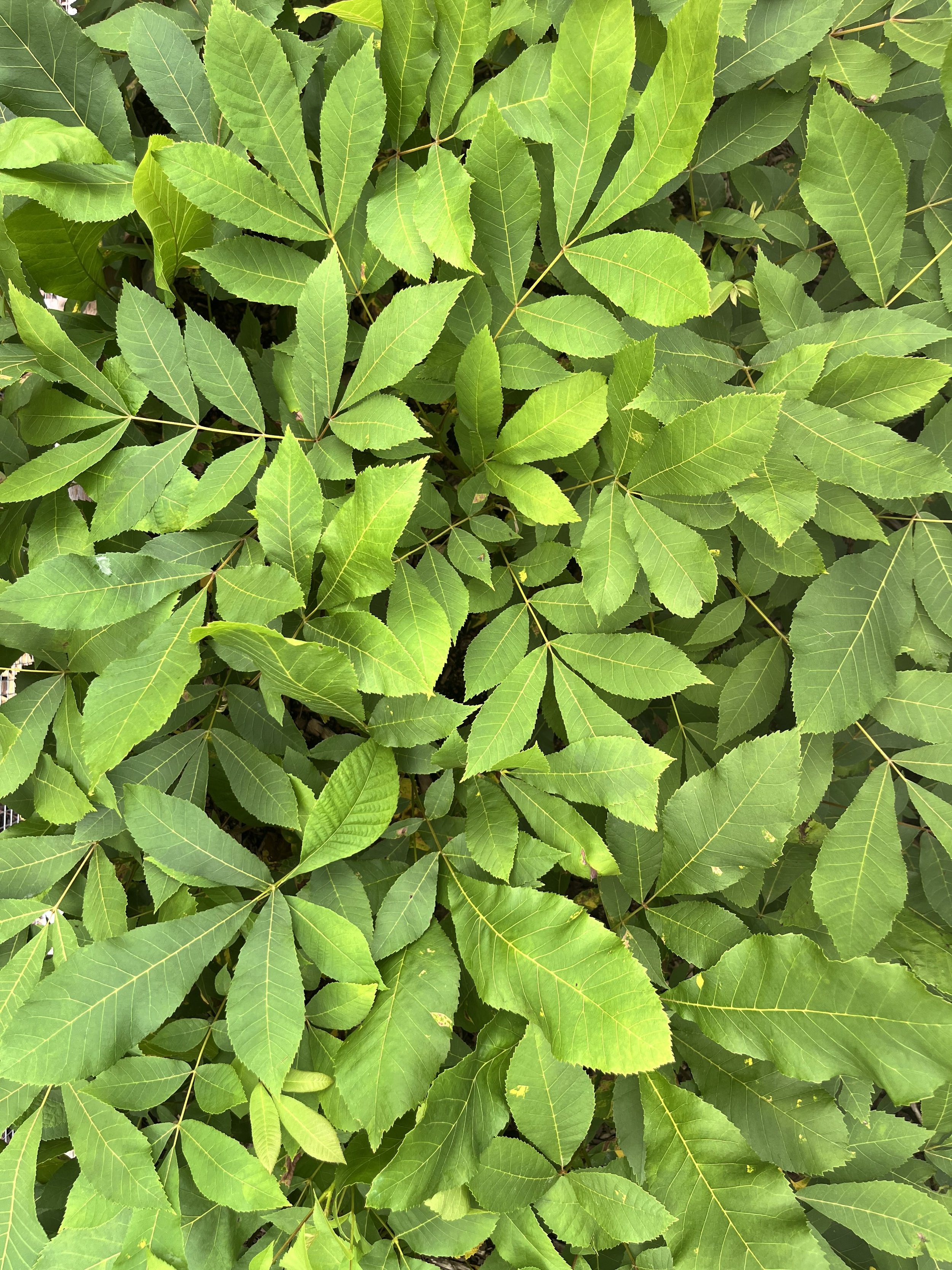 2 yr Kanza Pecan bare root seedlings