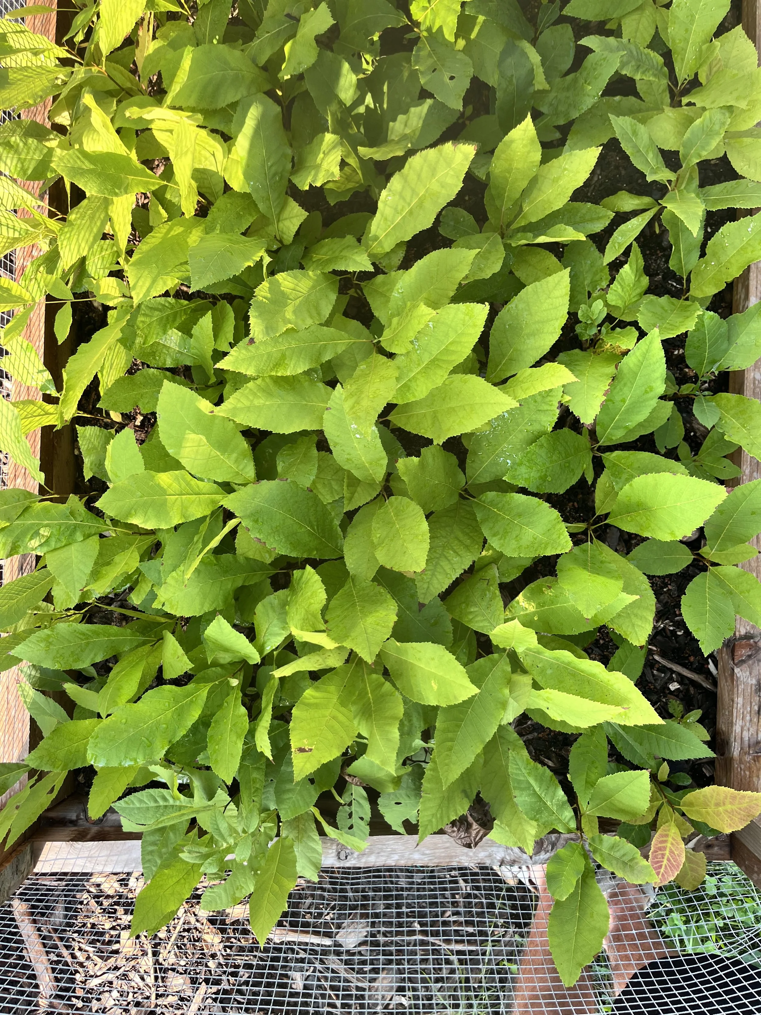 Kanza Pecan bare root seedlings, bundle of 5