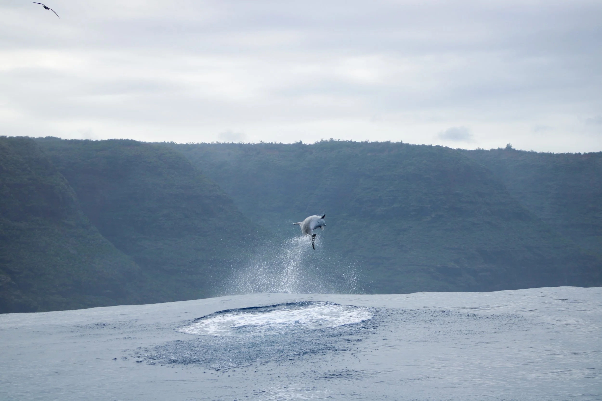 Dolphin breaching, Na Pali Coast
