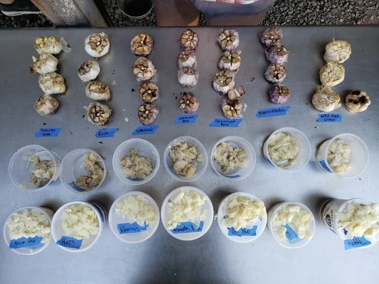 Garlic Varieties