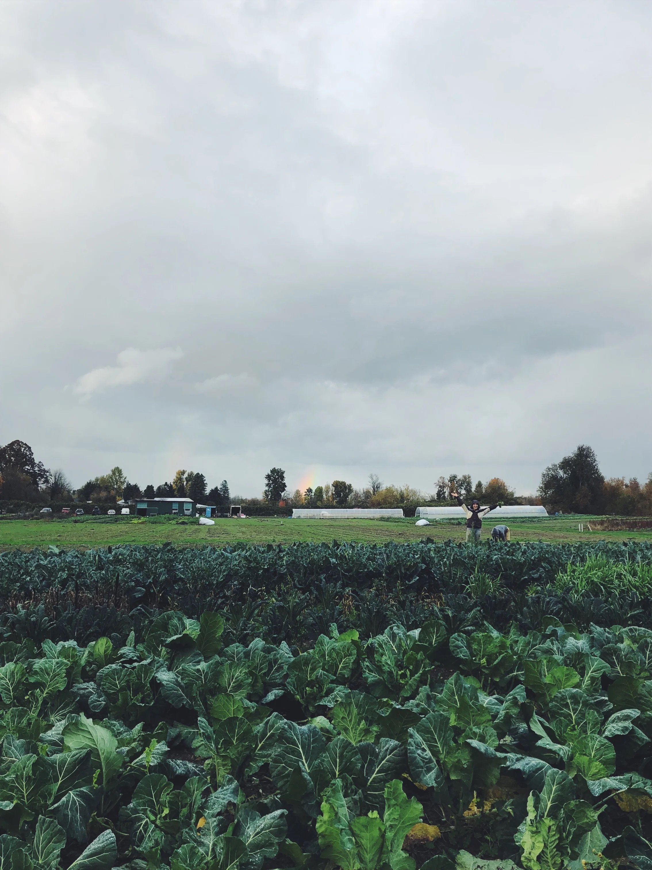 Sauvie Island Farm Field