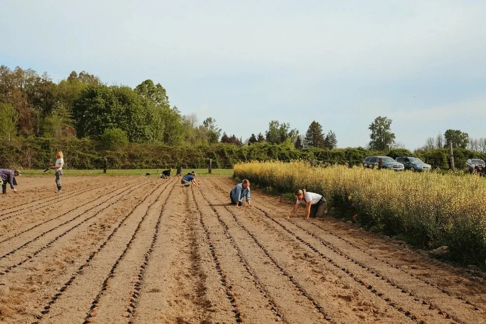 Planting at Vibrant Valley Farm