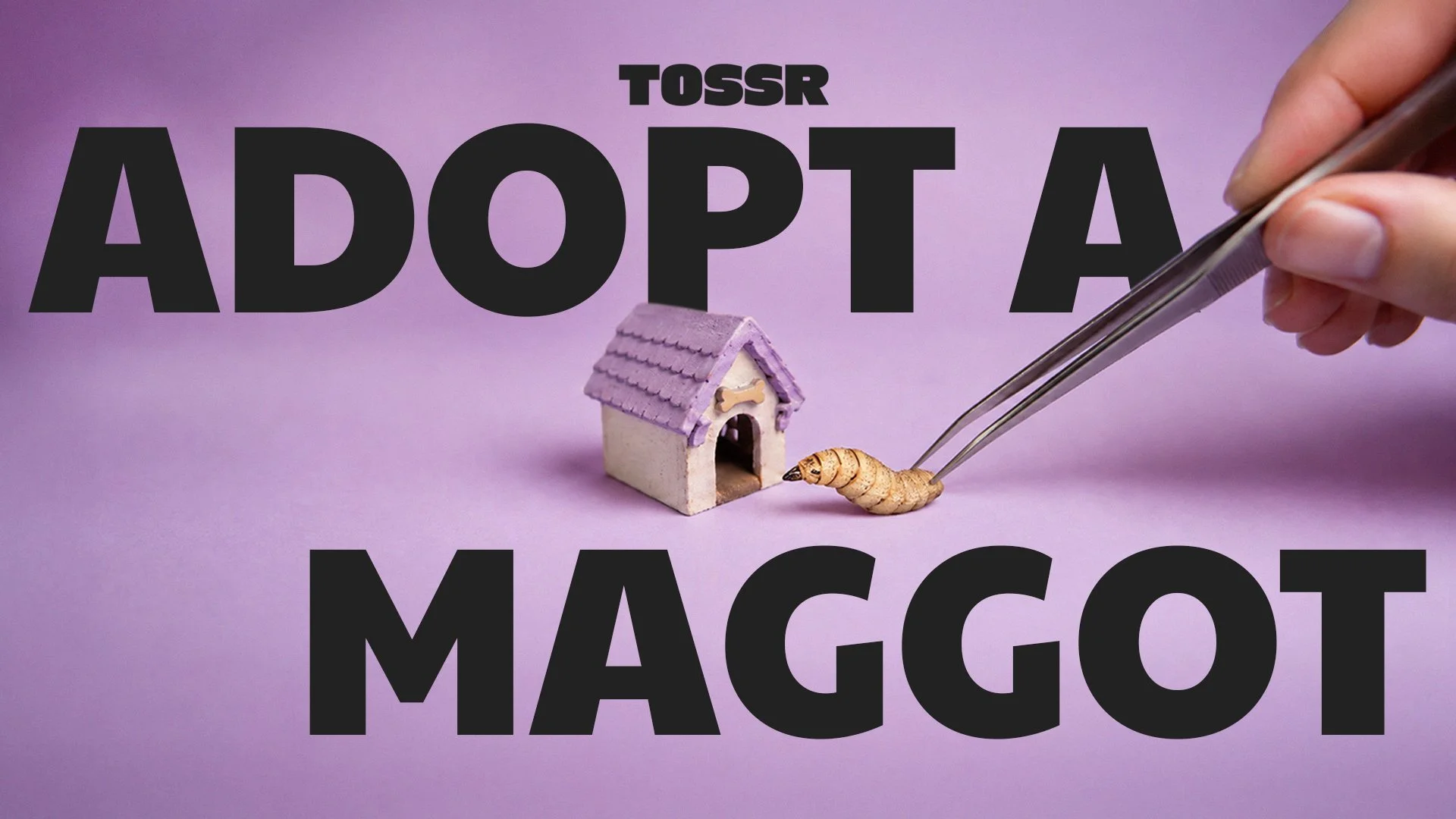 TOSSR — Adopt a Maggot