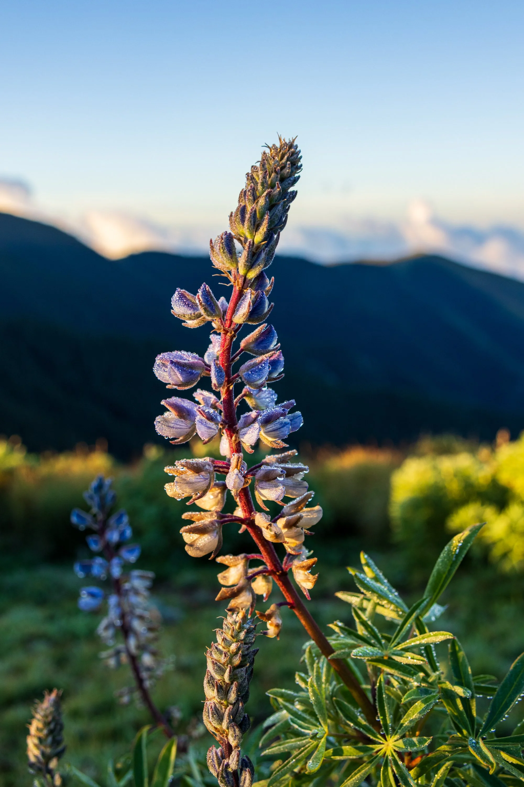 Andrews, Kenneth-5532.jpg