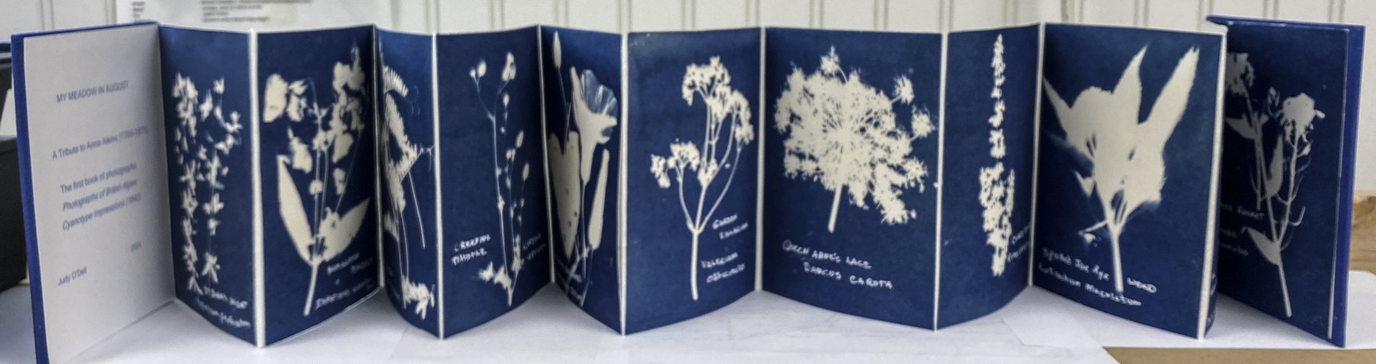 My Meadow in August, one sided accordion book, 5” x 7”, cyanotype images of flowers and text, edition of 1.