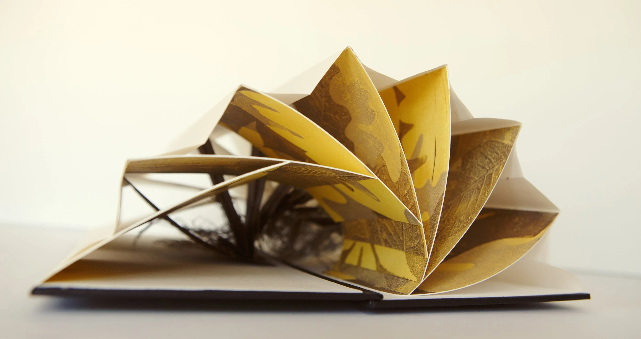 Mycchorizal - photo of the opened flag book from the end view