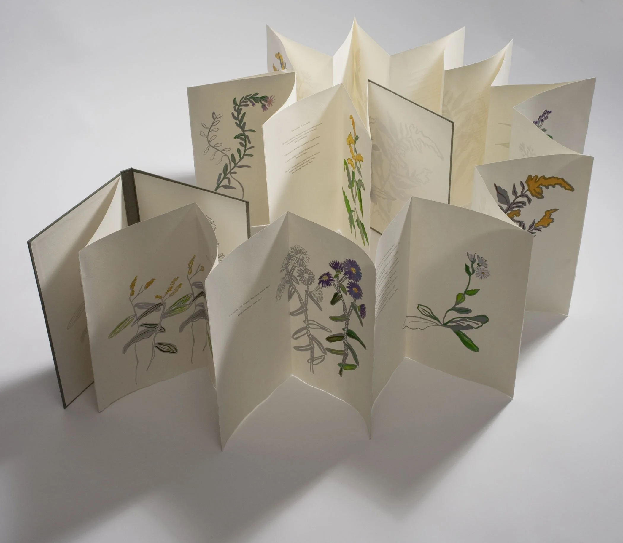 Asters and Goldenrod