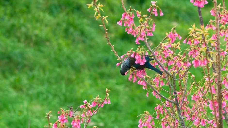 Tui1.jpg