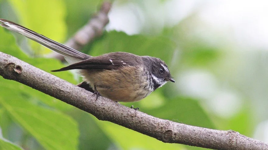 Bird1.jpg