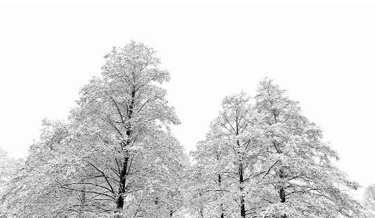 Self-regulation Guide