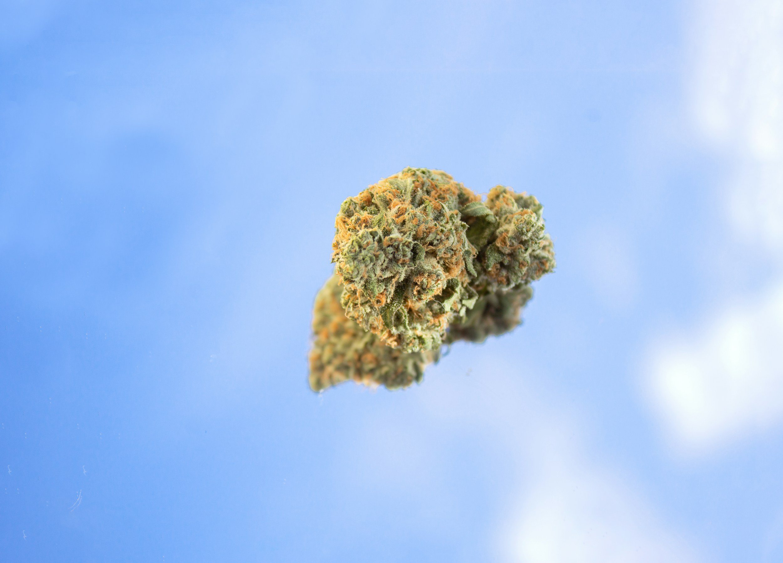How to Launch a Cannabis Brand in New York Under a Tier 3 OCM Processing License