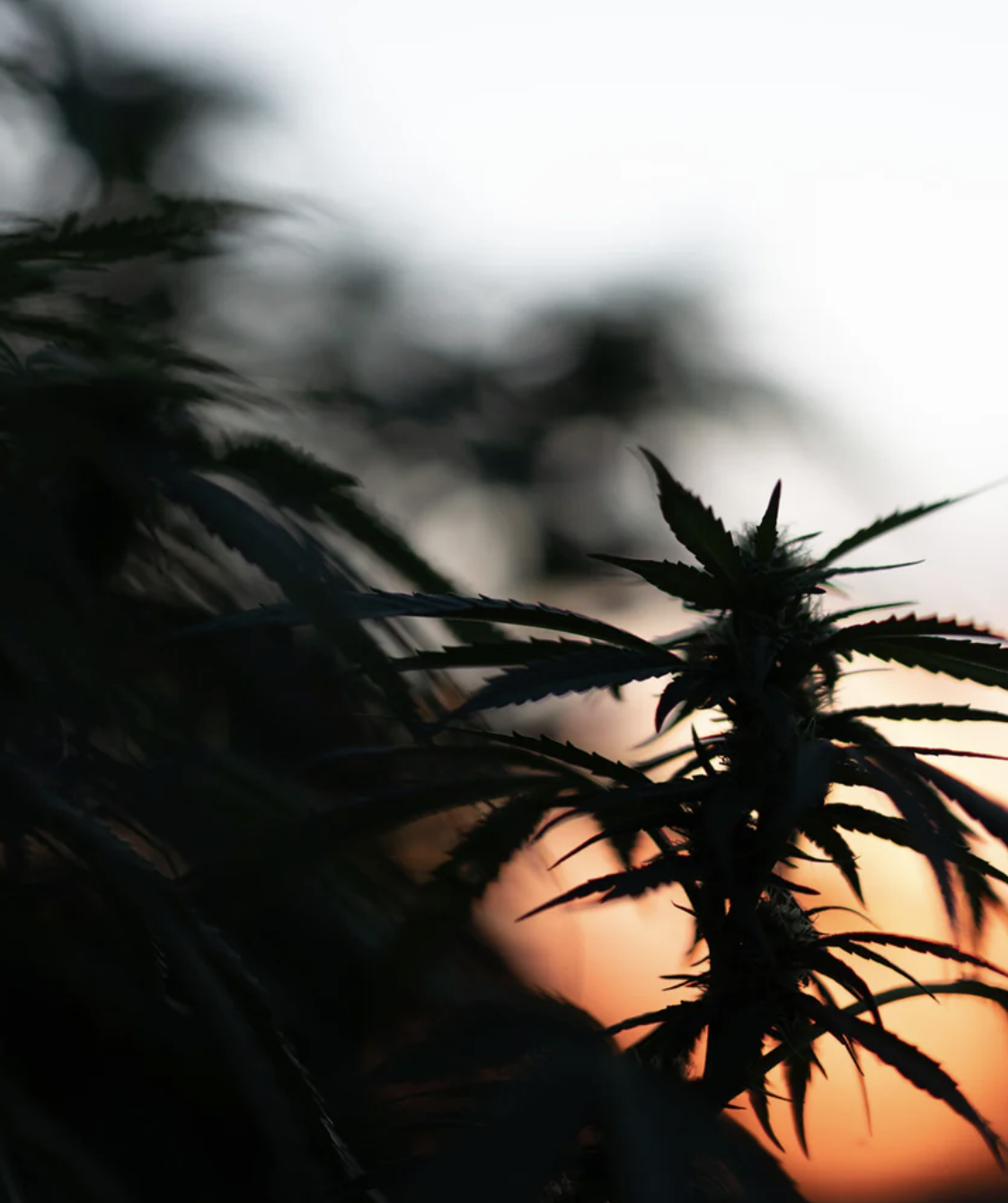 Silhouette of marijuana plant leaves against a sunset sky.