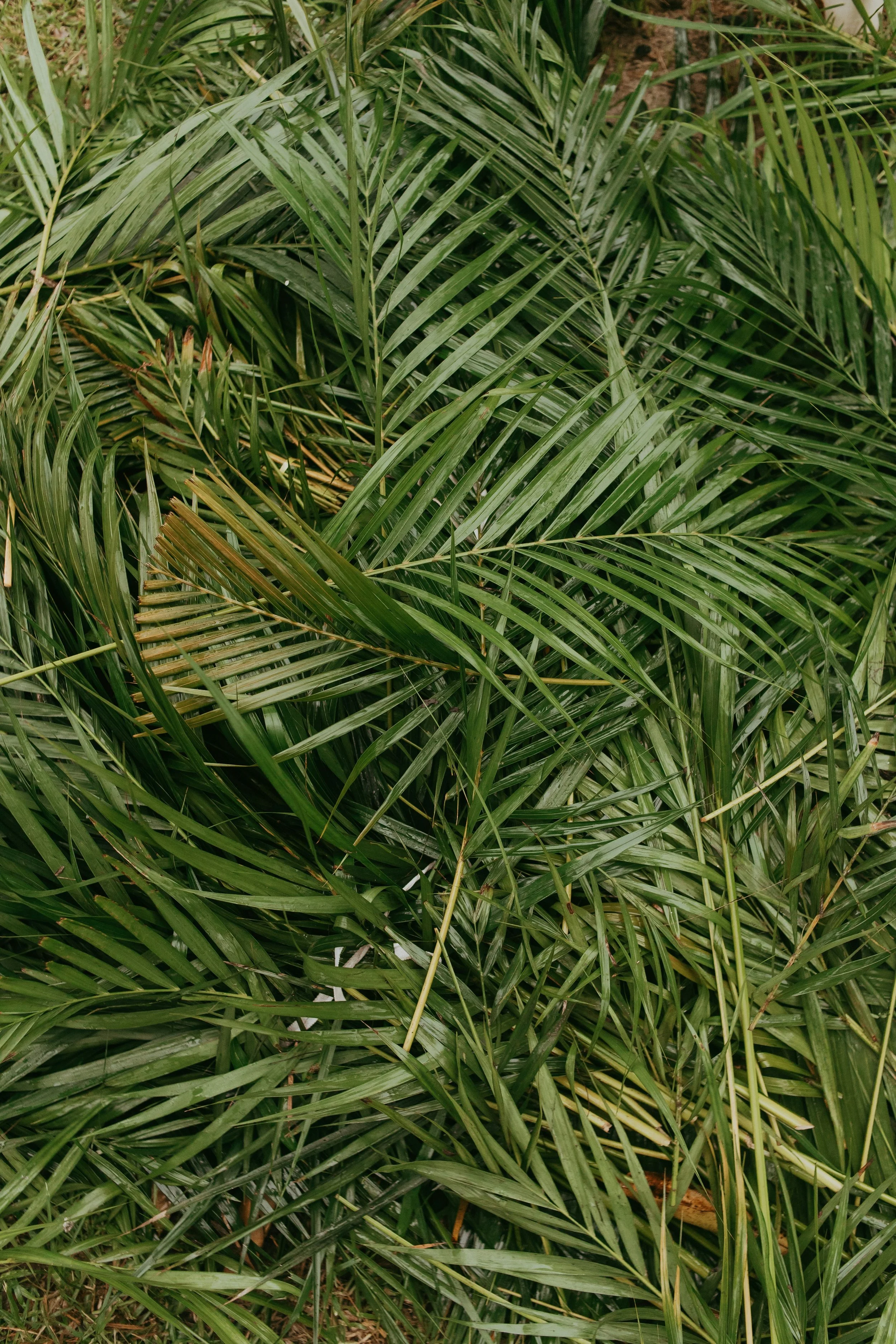HOSANNA!