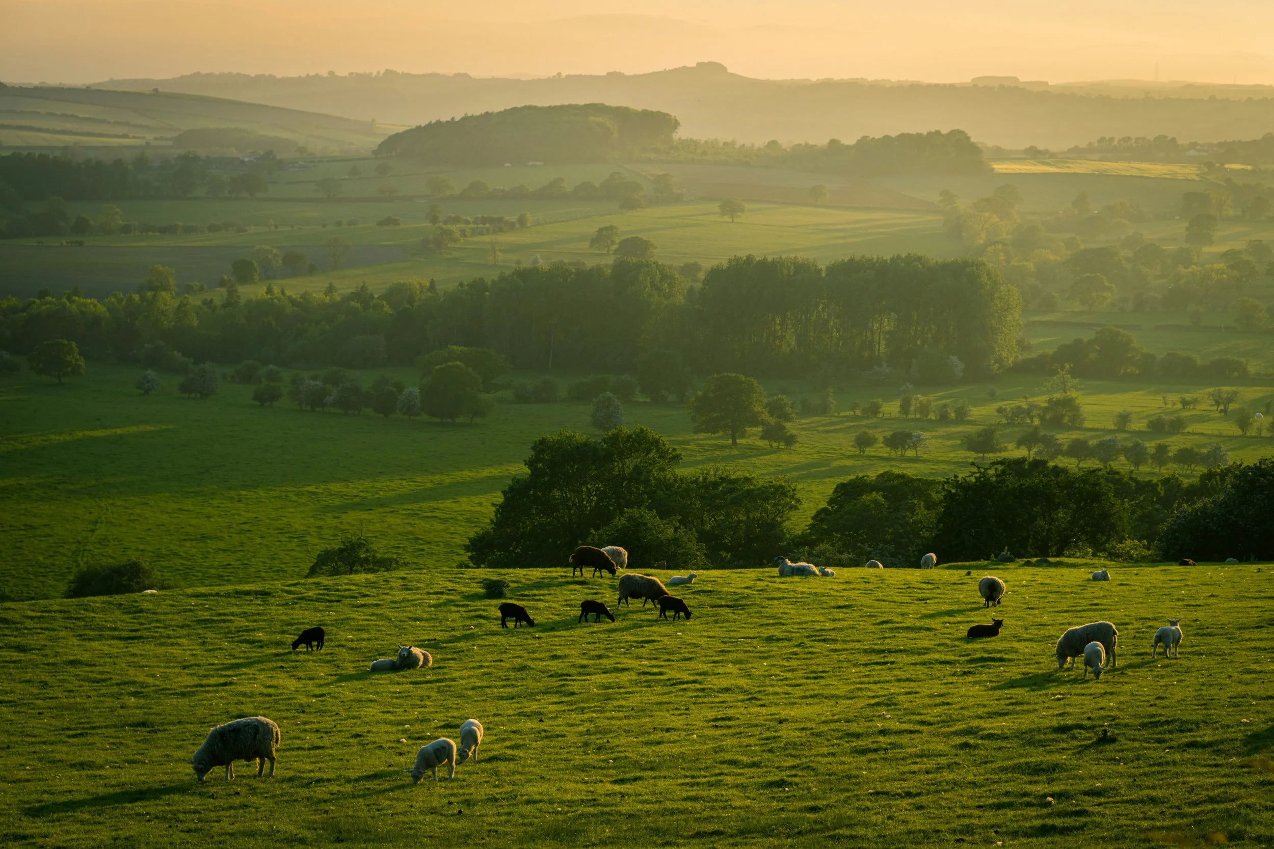 The Good Shepherd