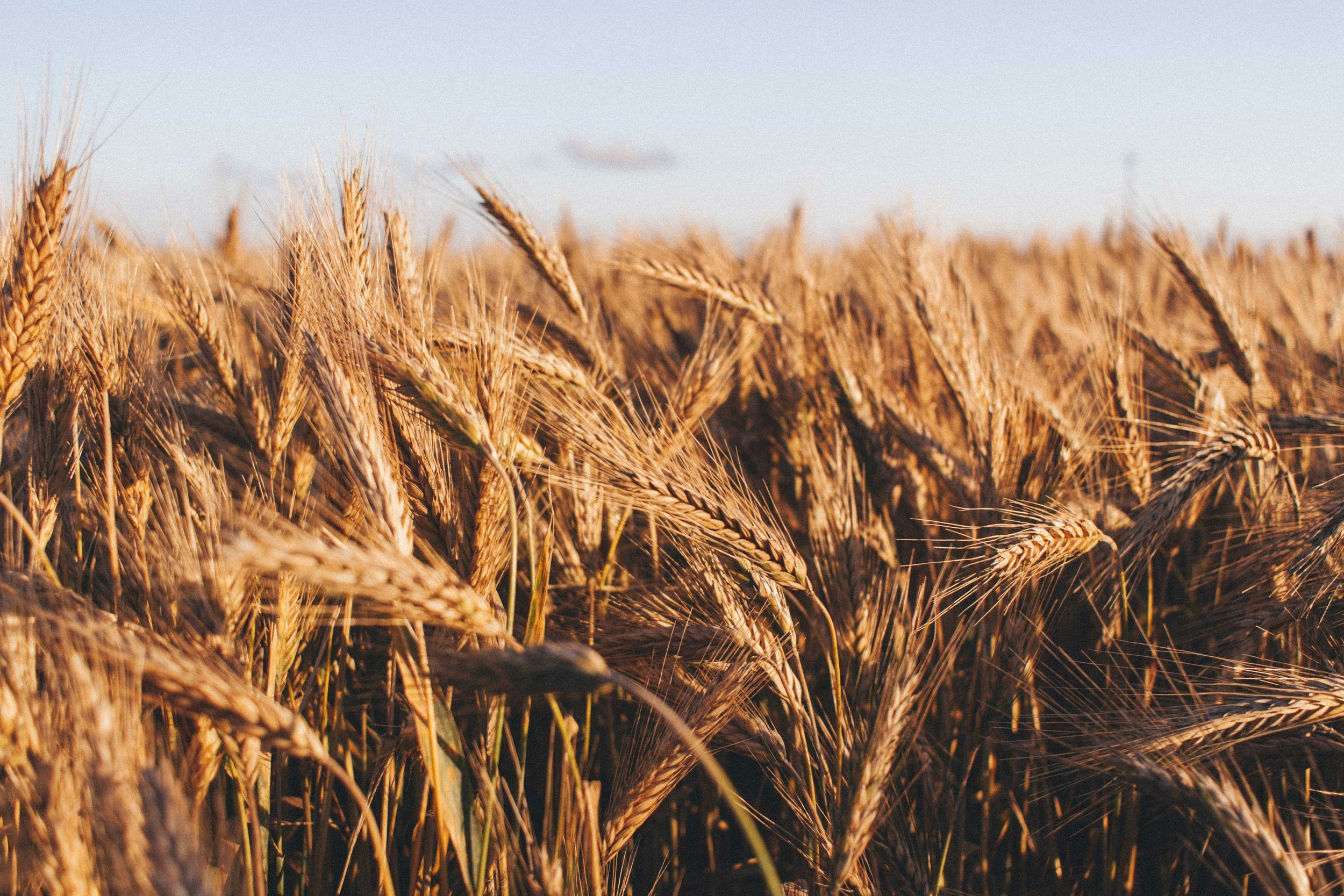The Dying Grain of Wheat