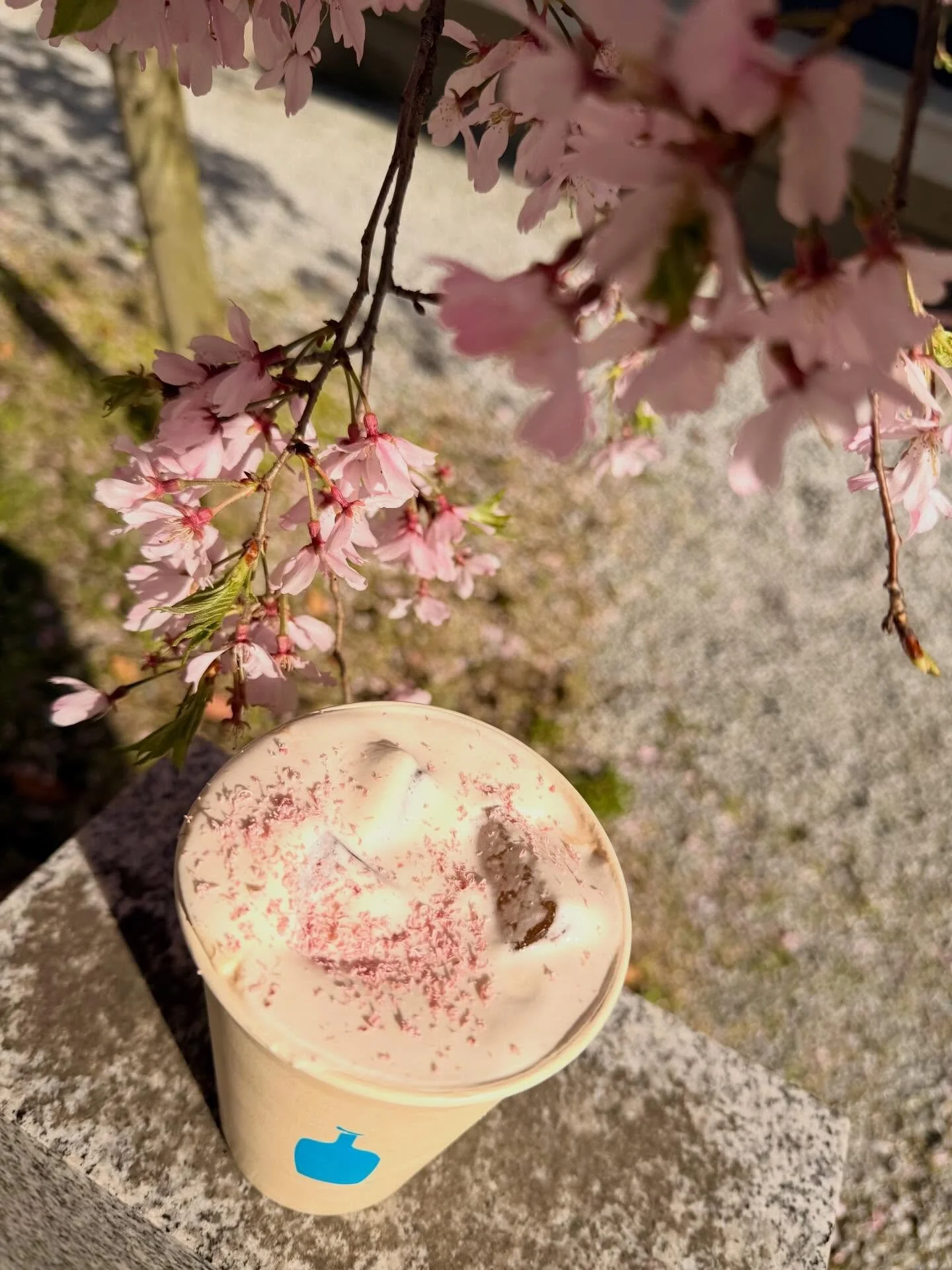dreaming under Sakura 🌸 cherry blossom latte with cold foam #bluebottle