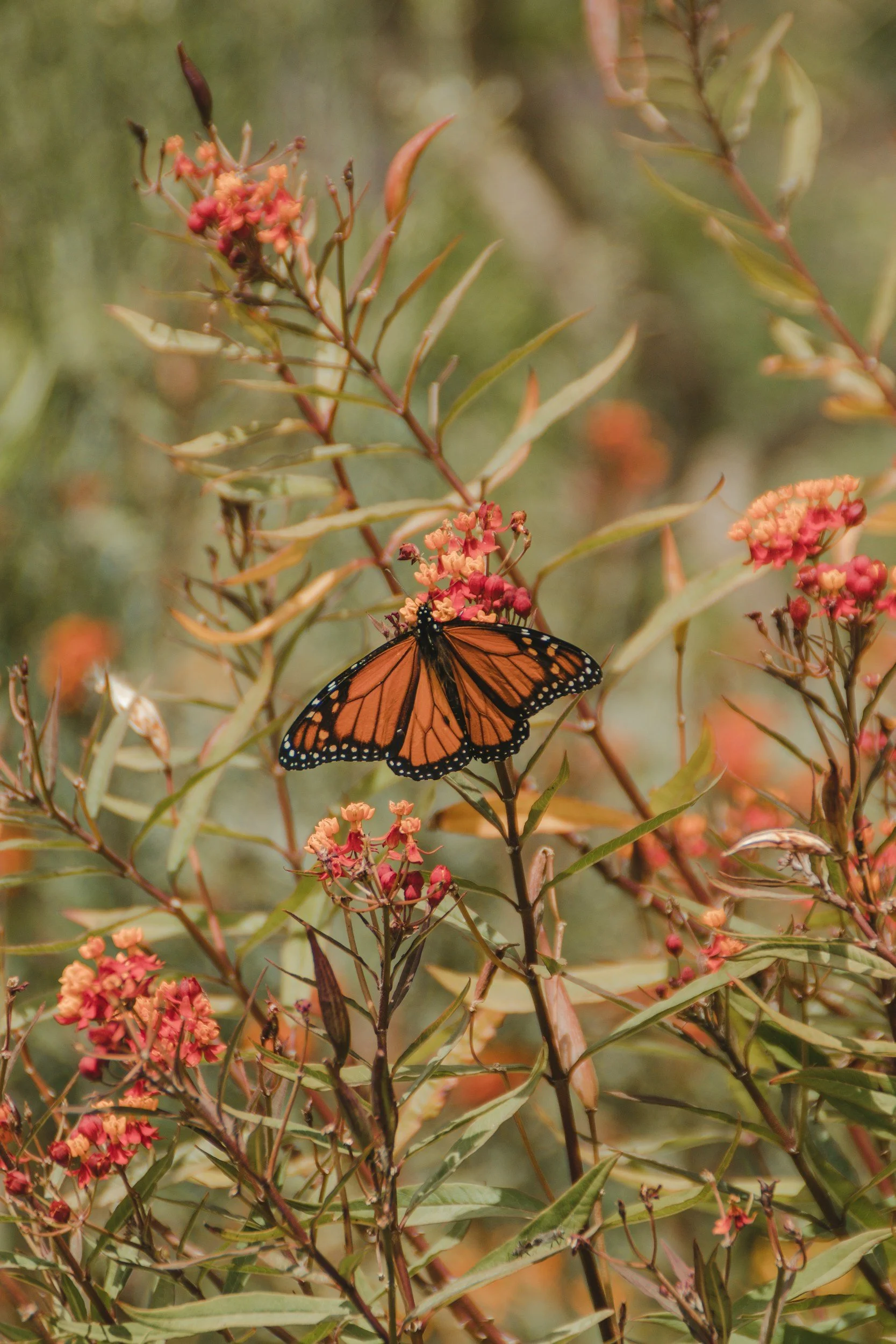 A monarch butterfly resting on pink flowering plant with green and reddish leaves.