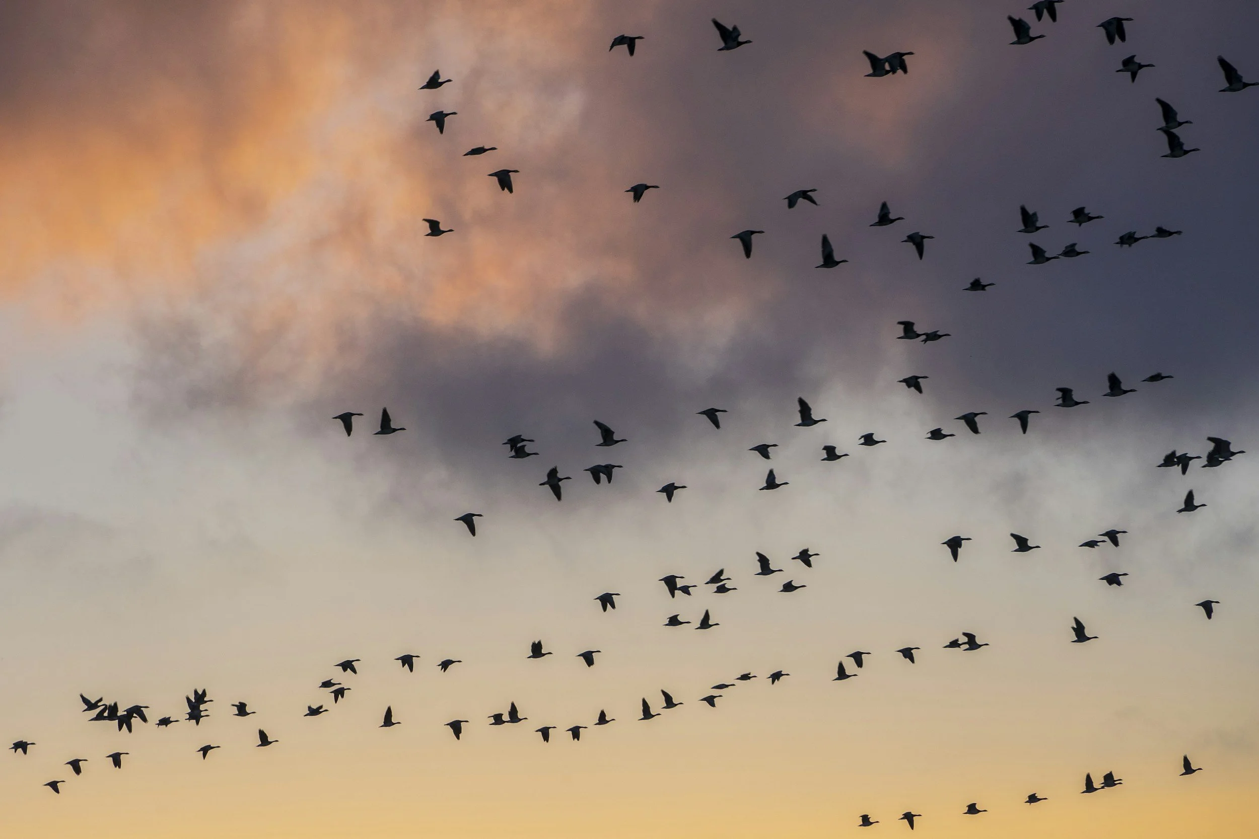 A flock of birds flying across dusk sky with colorful clouds in the background.