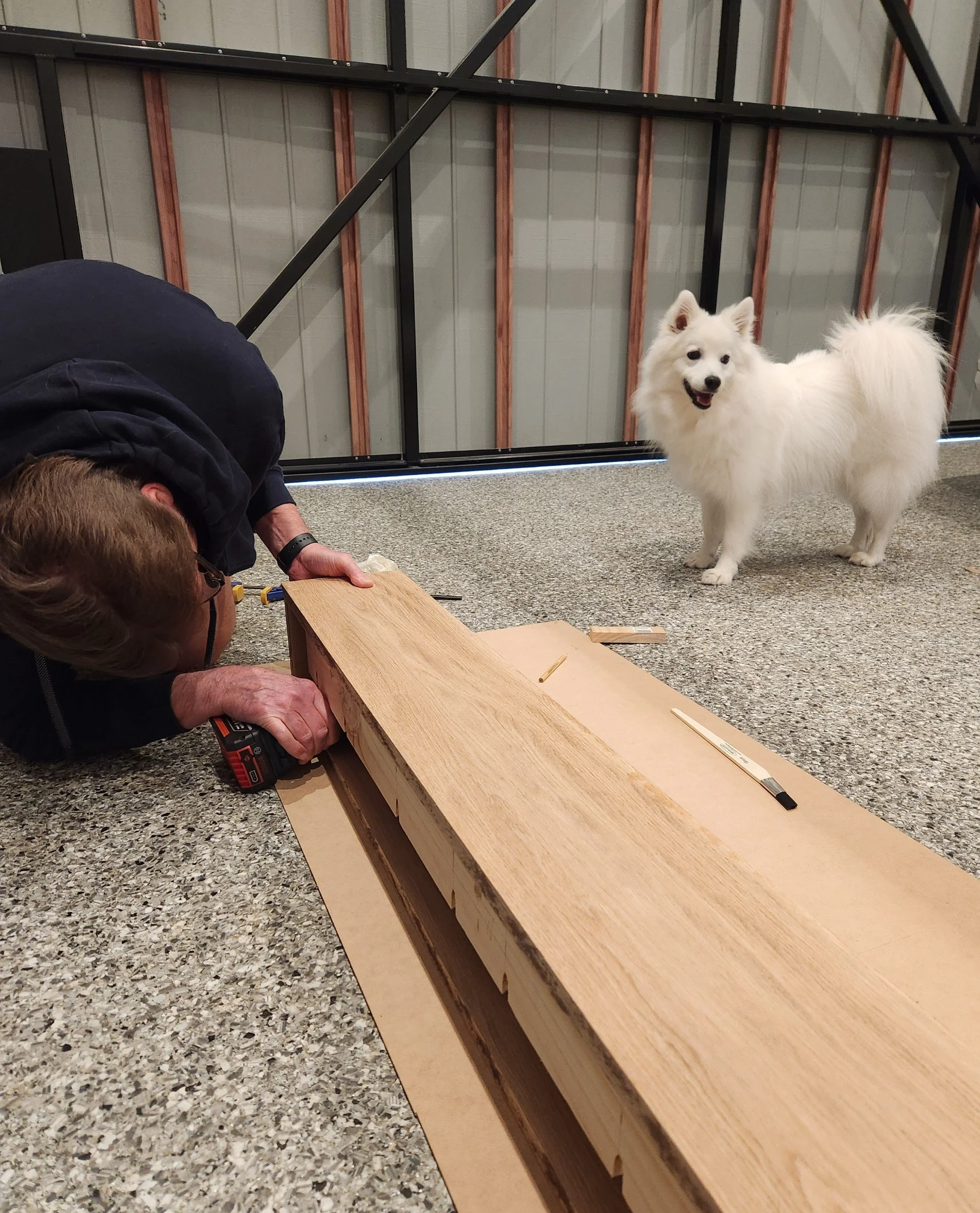 A japanese spitz dog overlooking a man working on a wood fireplace mantle