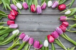 Tulip Season’s Quiet Wanderings